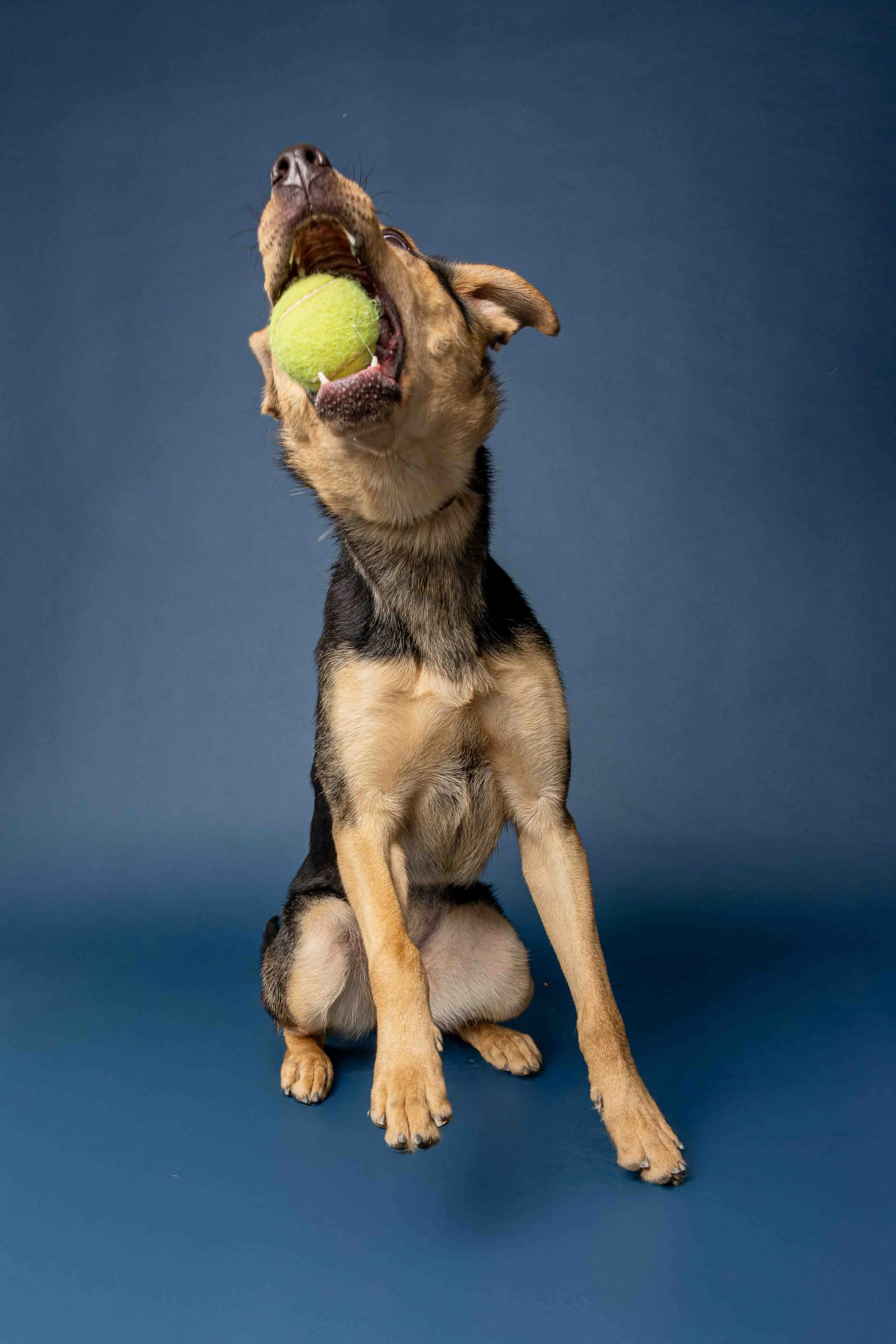 Many Paws-51.jpg