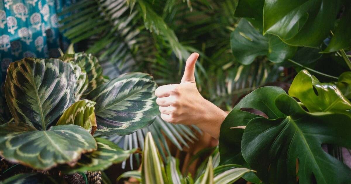 Design With Pet Safe Plants