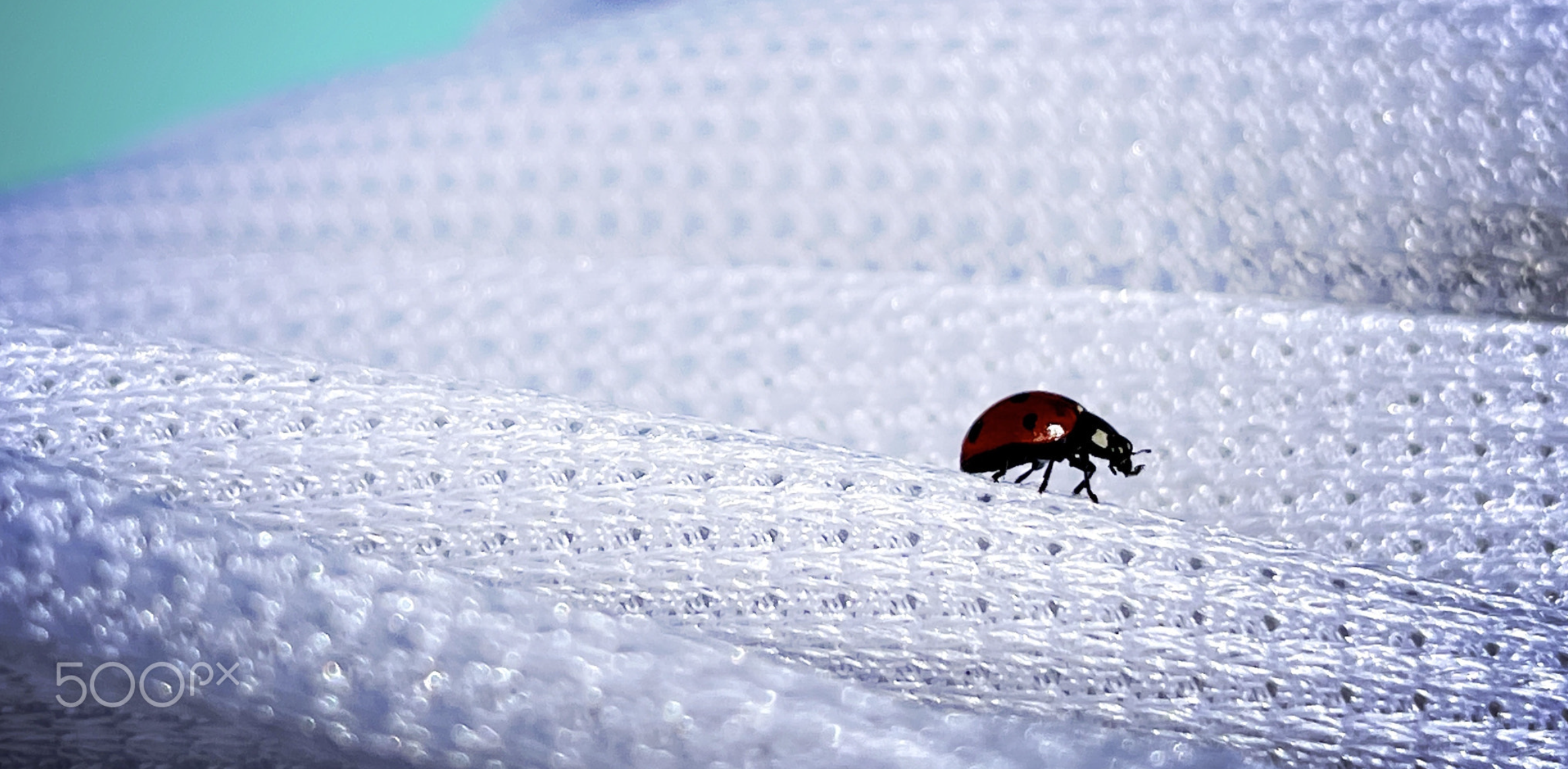 Ladybugs: Biology, Myths, Cultural Meaning &amp; Where They Live