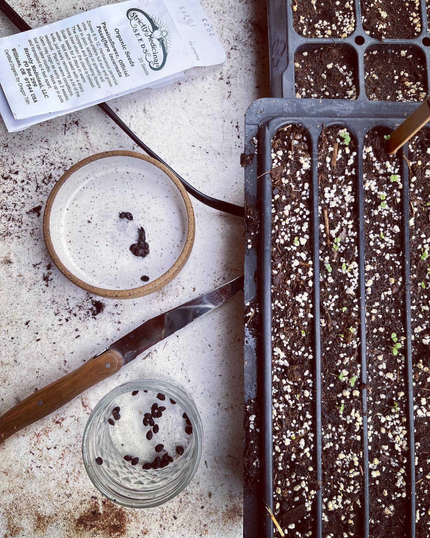 Seeding Passionflower today 🪷 This plant requires a little more attention but the stunning blooms are worth it! We soak the seed in warm water for a few days and then nick each seed with a sharp knife to break the seed coat a lil bit. Germination ca