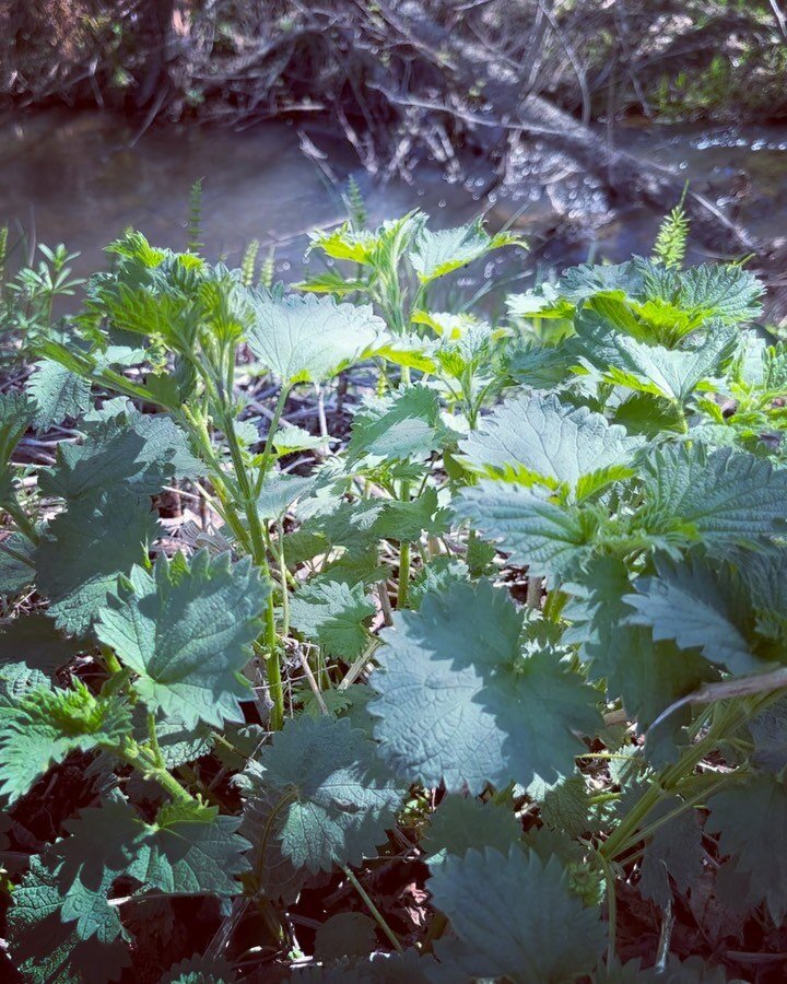 Late April happenings &hellip; Nettle / Elecampane / Lemon Balm / Marshmallow / Motherwort / Valerian / Catnip / Wild Bergamot / Amelia 🫶