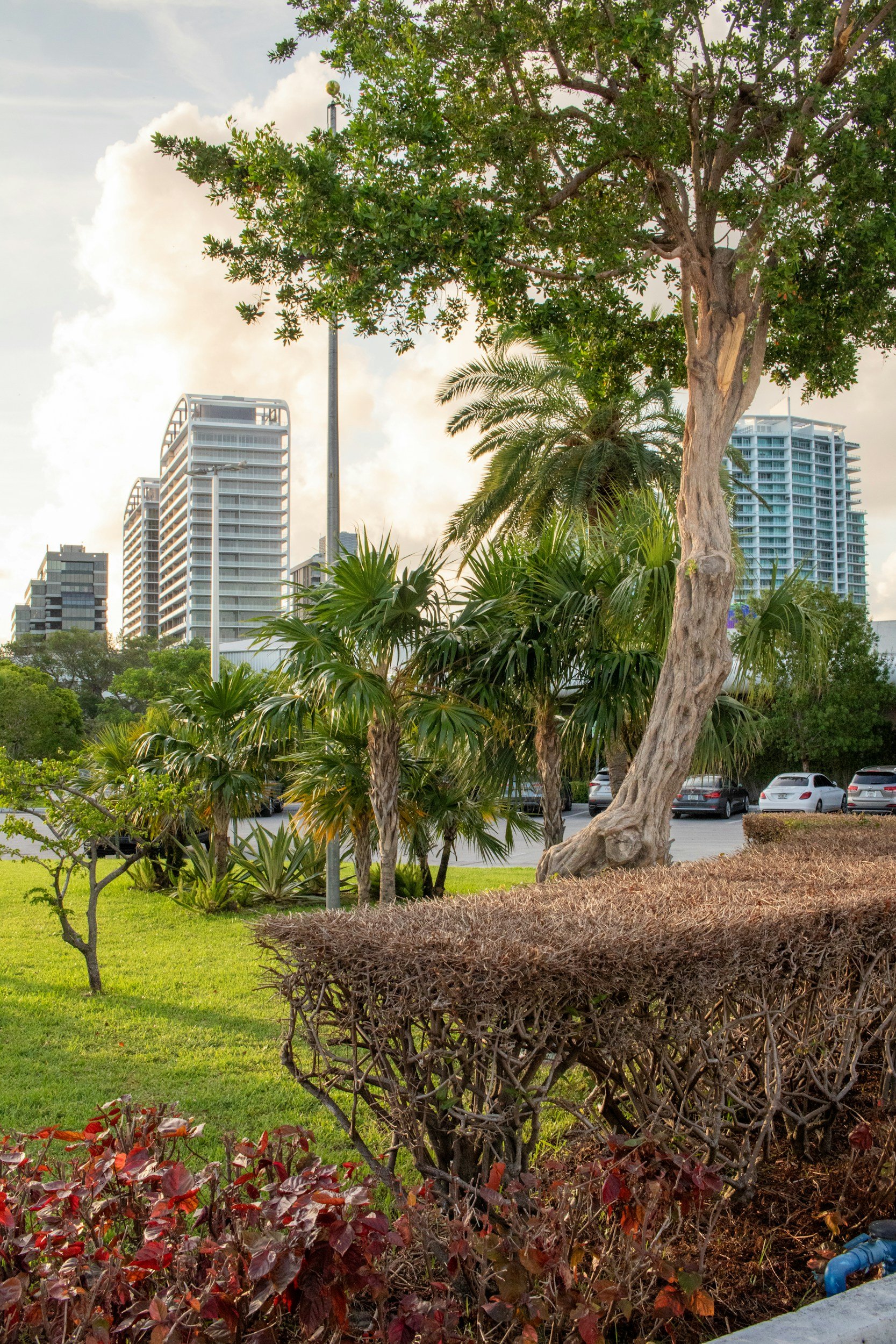 City park scene with a large tree, palm trees, various smaller shrubs, and a grassy area with a hedge in the foreground. Tall modern buildings and a streetlight are visible in the background.