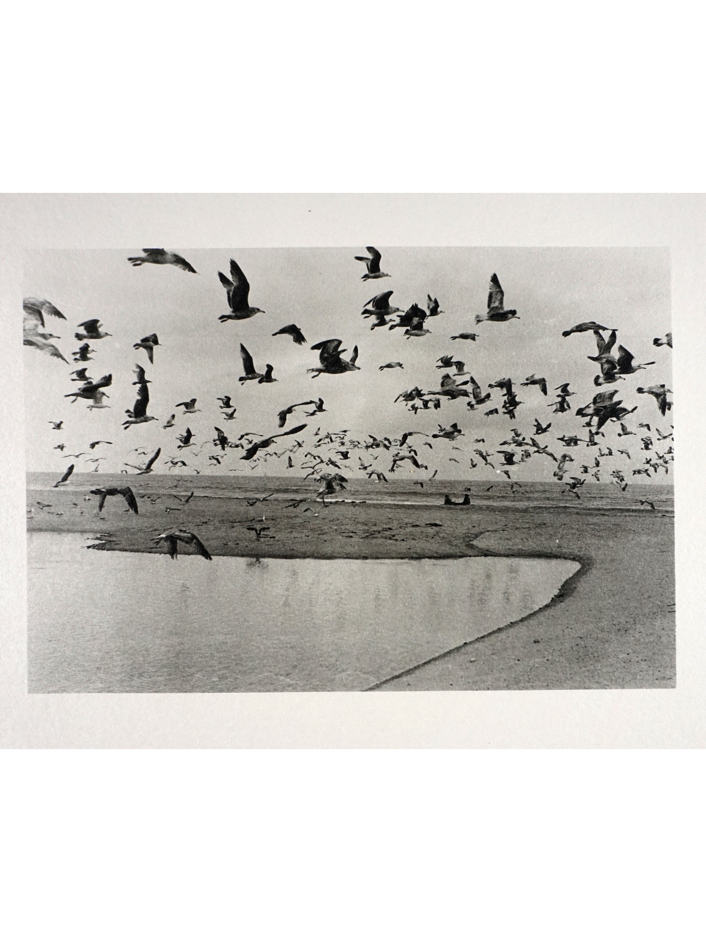 Flock_png.png