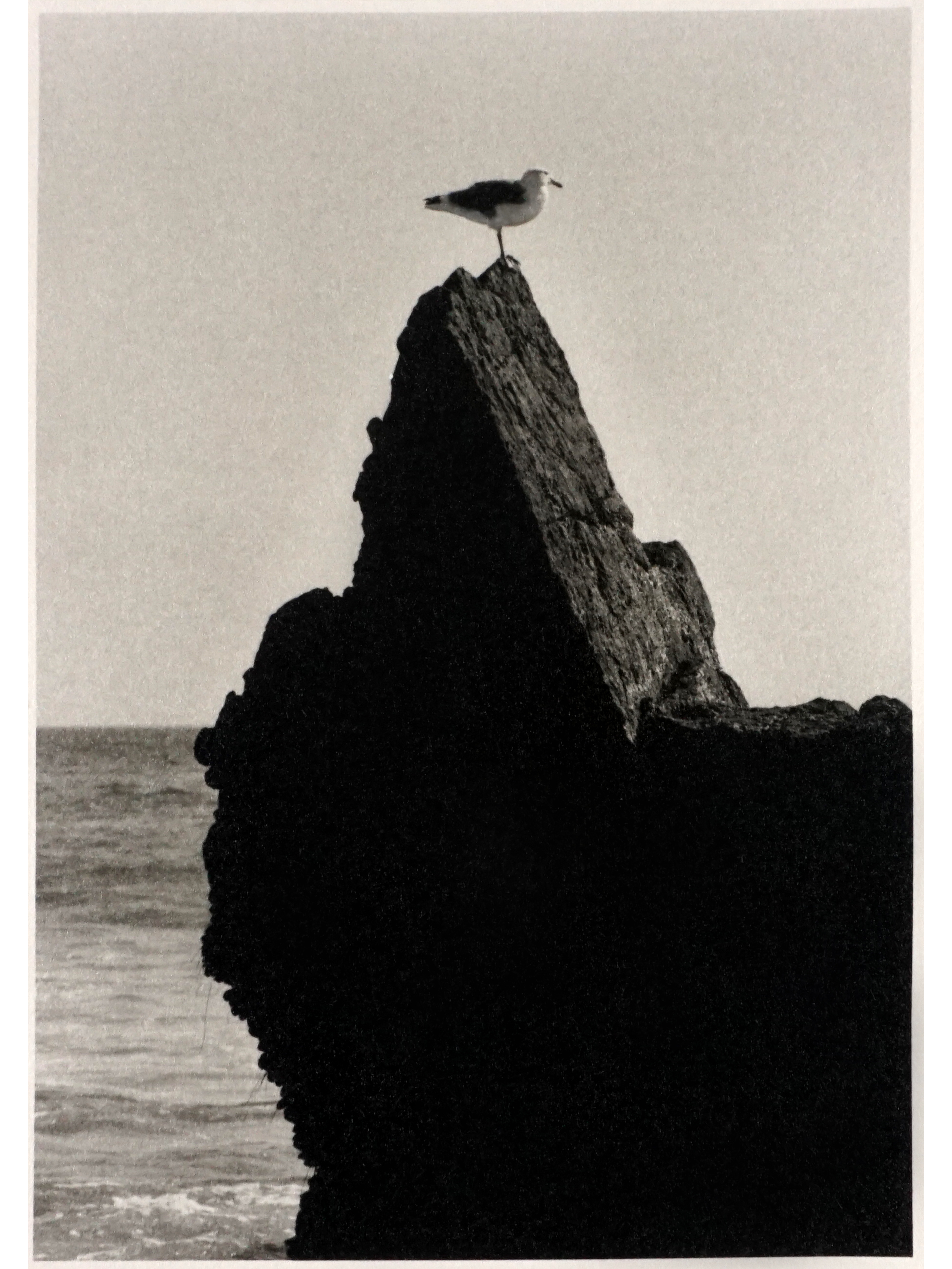 seagull_rockpng.png