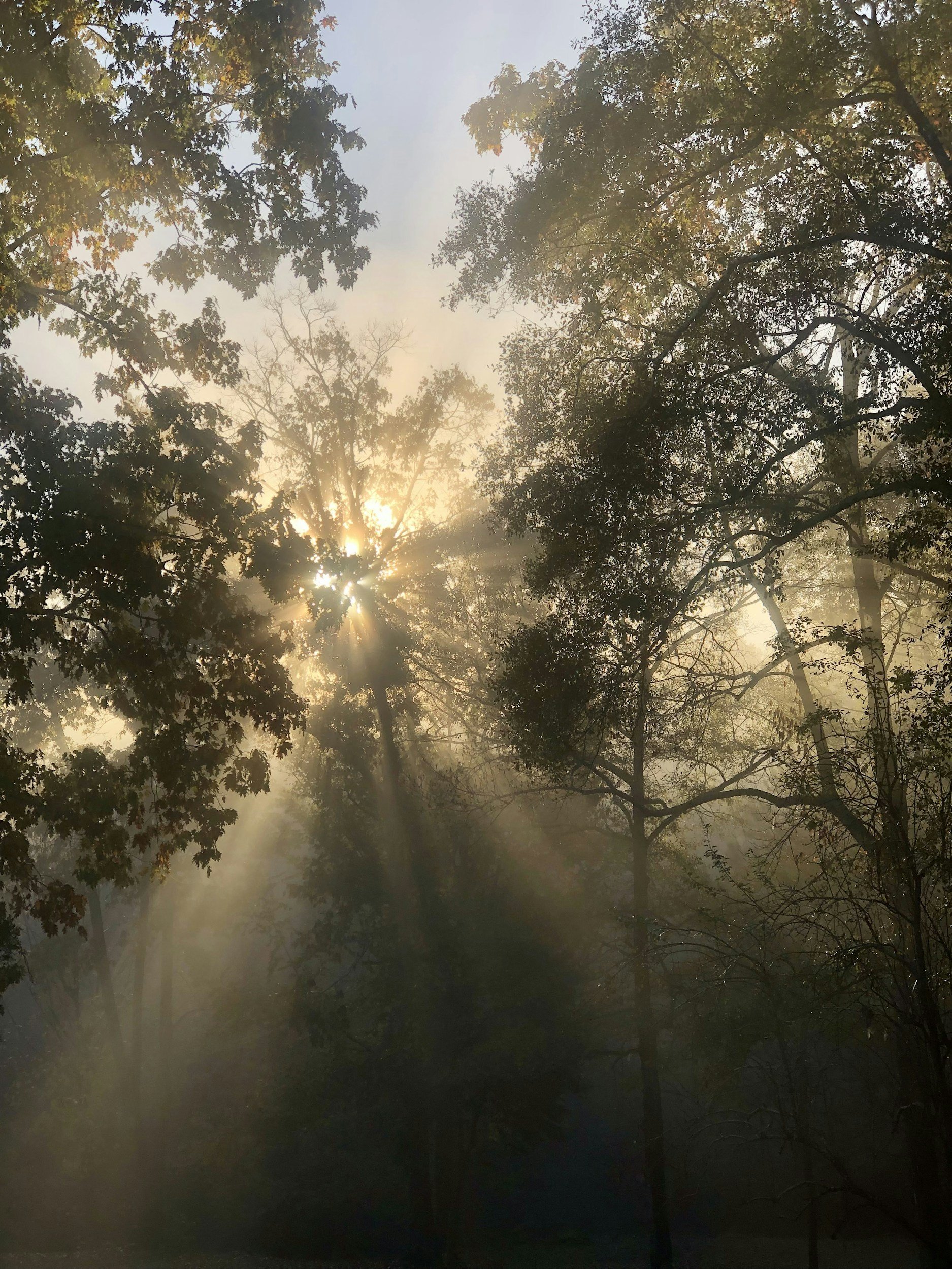 May We Be a Forest For Each Other