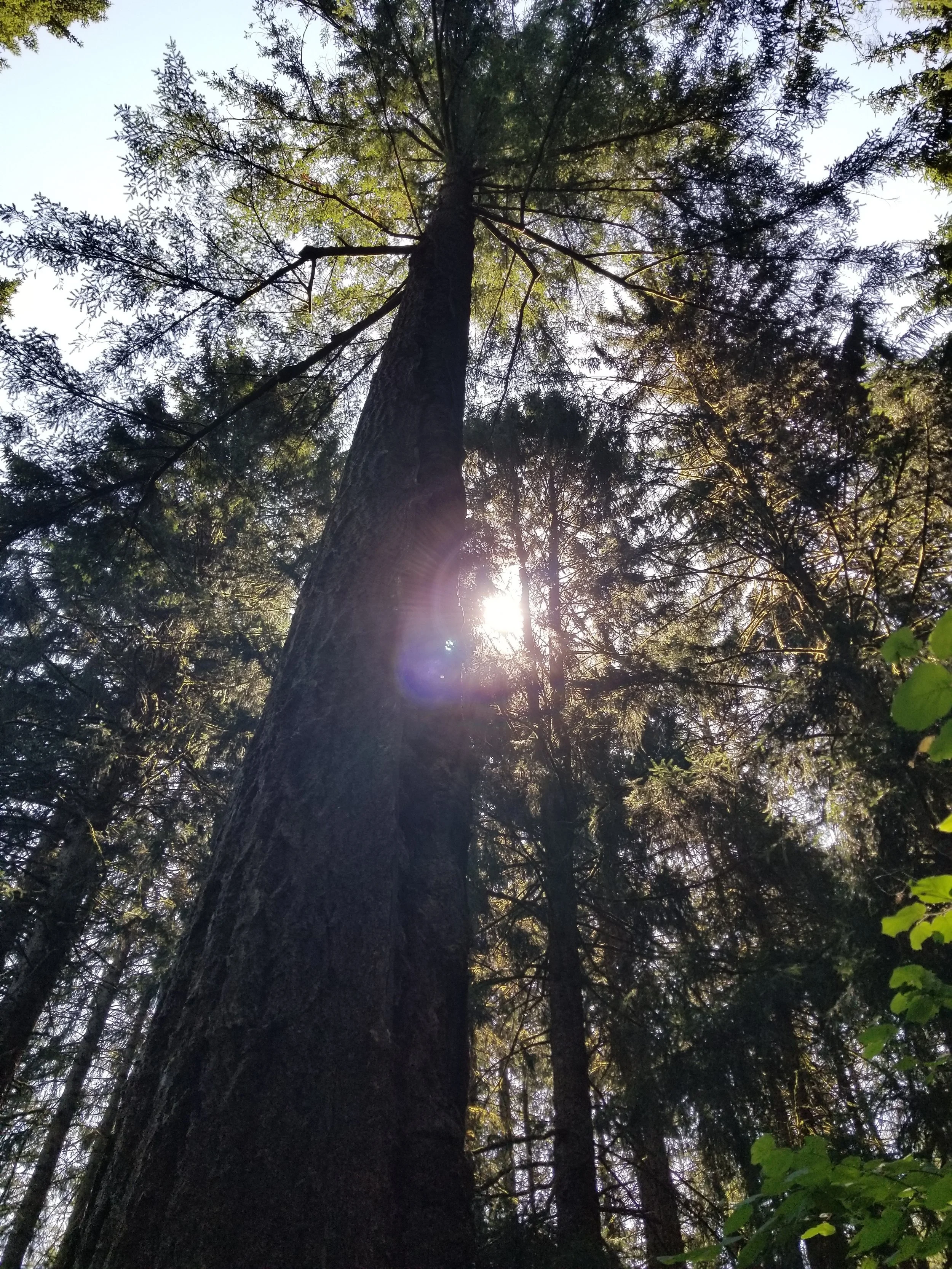 Tending the Mother Tree