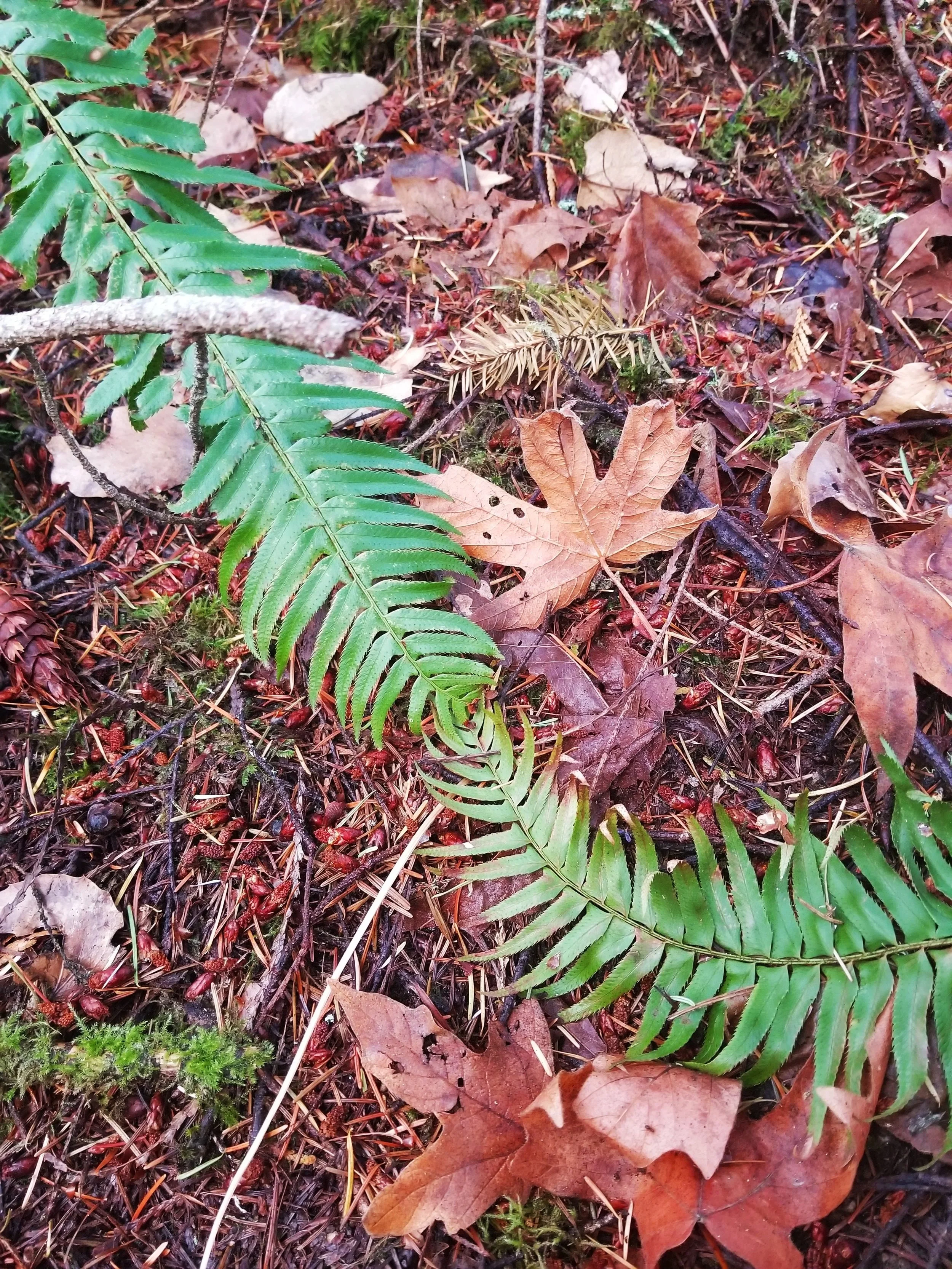 PCC Forest Bathing Series