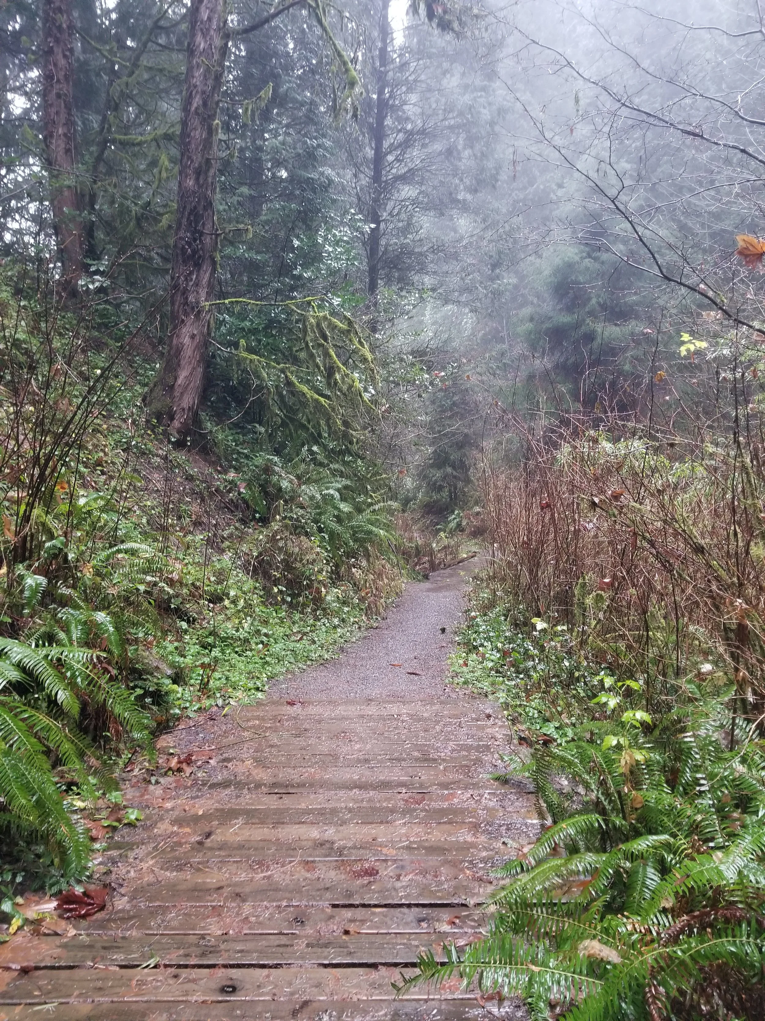 Forest Bathing for Grieving People