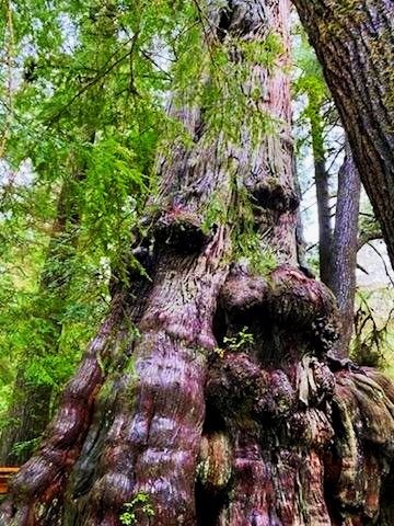 What can Ancient Ones teach us?