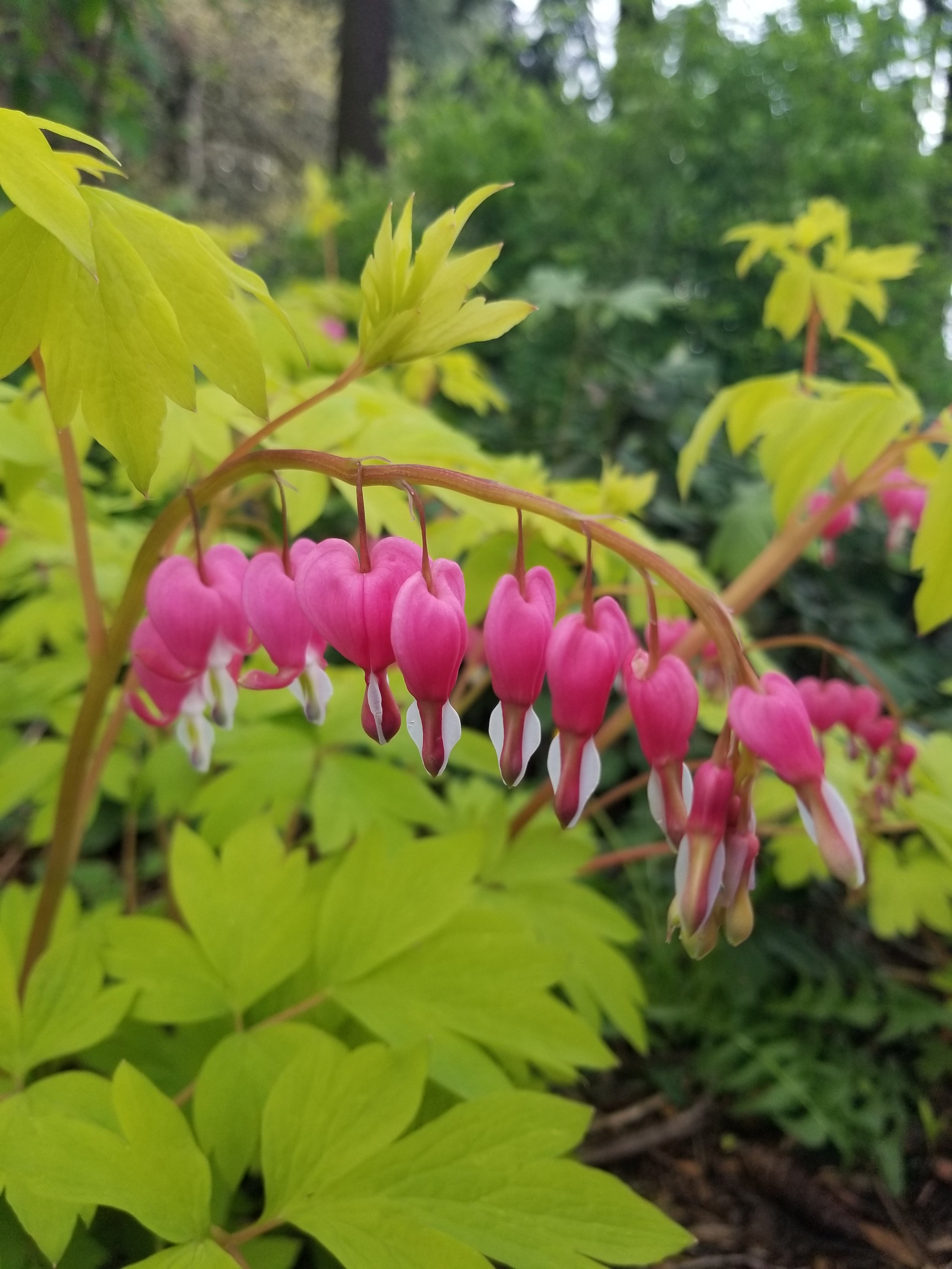 A row of pink and white Bleeding heart flowers bend in front of green leaves