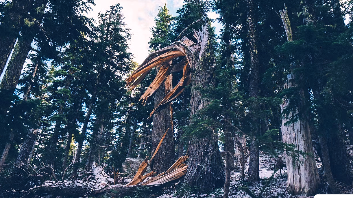 A conifer tree stands in the forest with a broken trunk - half of the trunk lays on the ground. Other trees surround the broken tree.