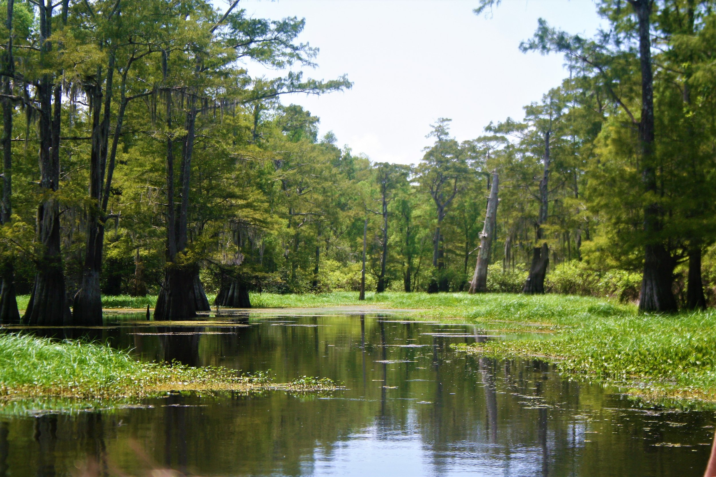 Testimonials — Last Wilderness Swamp Tours