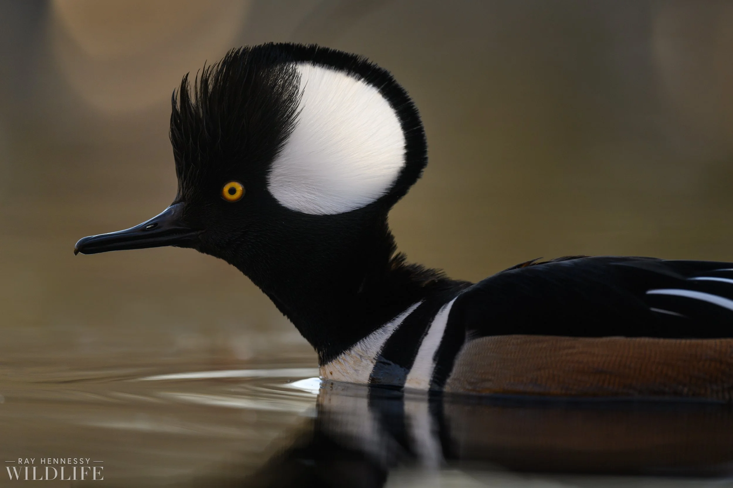 Hooded Merganser Drake Closeup — Ray Hennessy Wildlife
