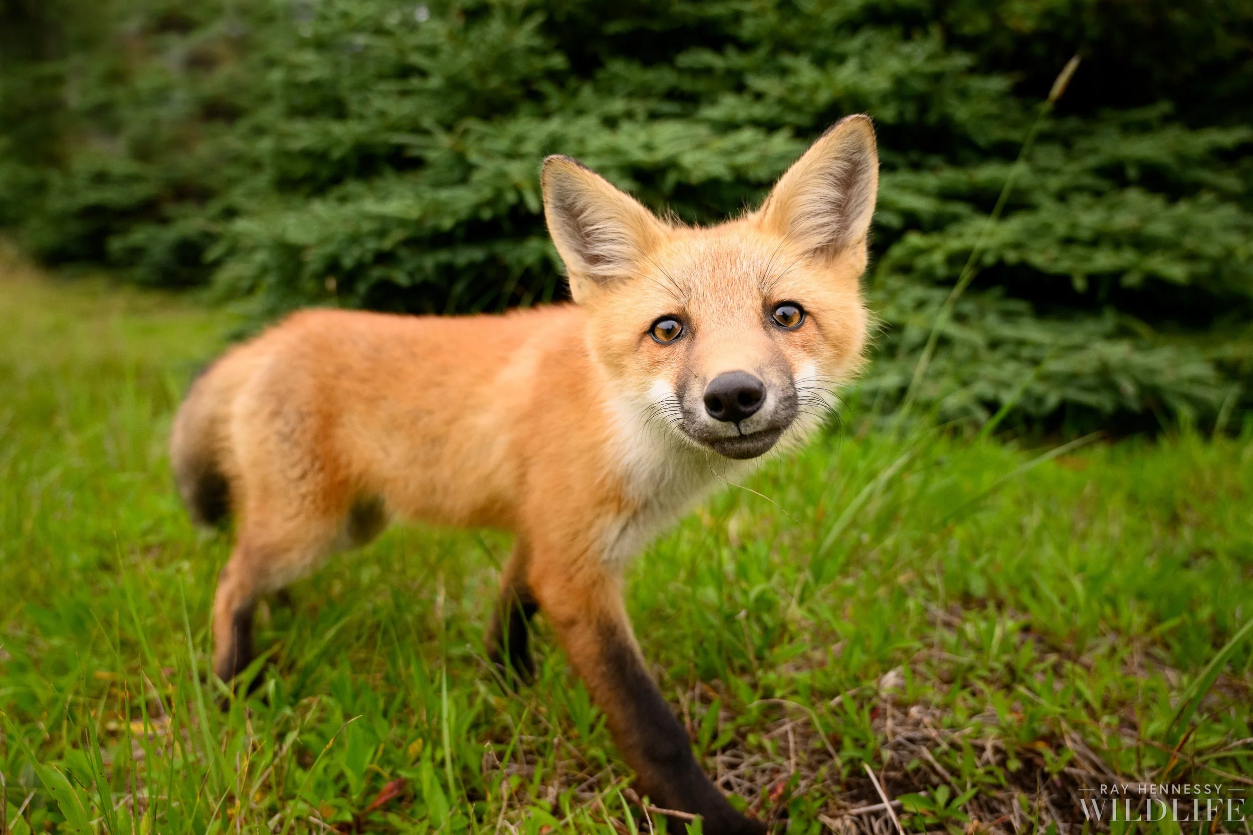Curious Fox Kit — Ray Hennessy Wildlife