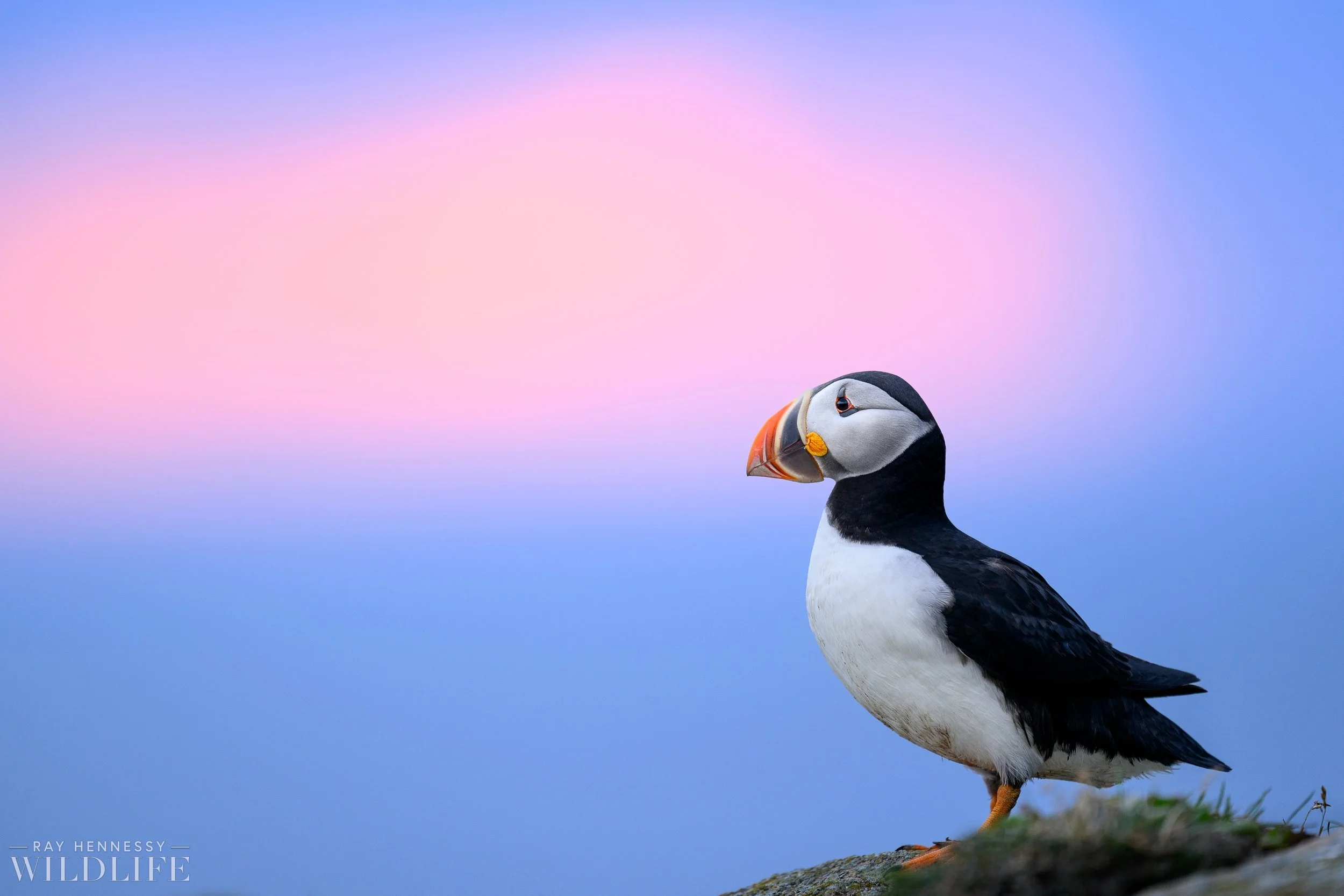 Atlantic Puffin Portrait — Ray Hennessy Wildlife