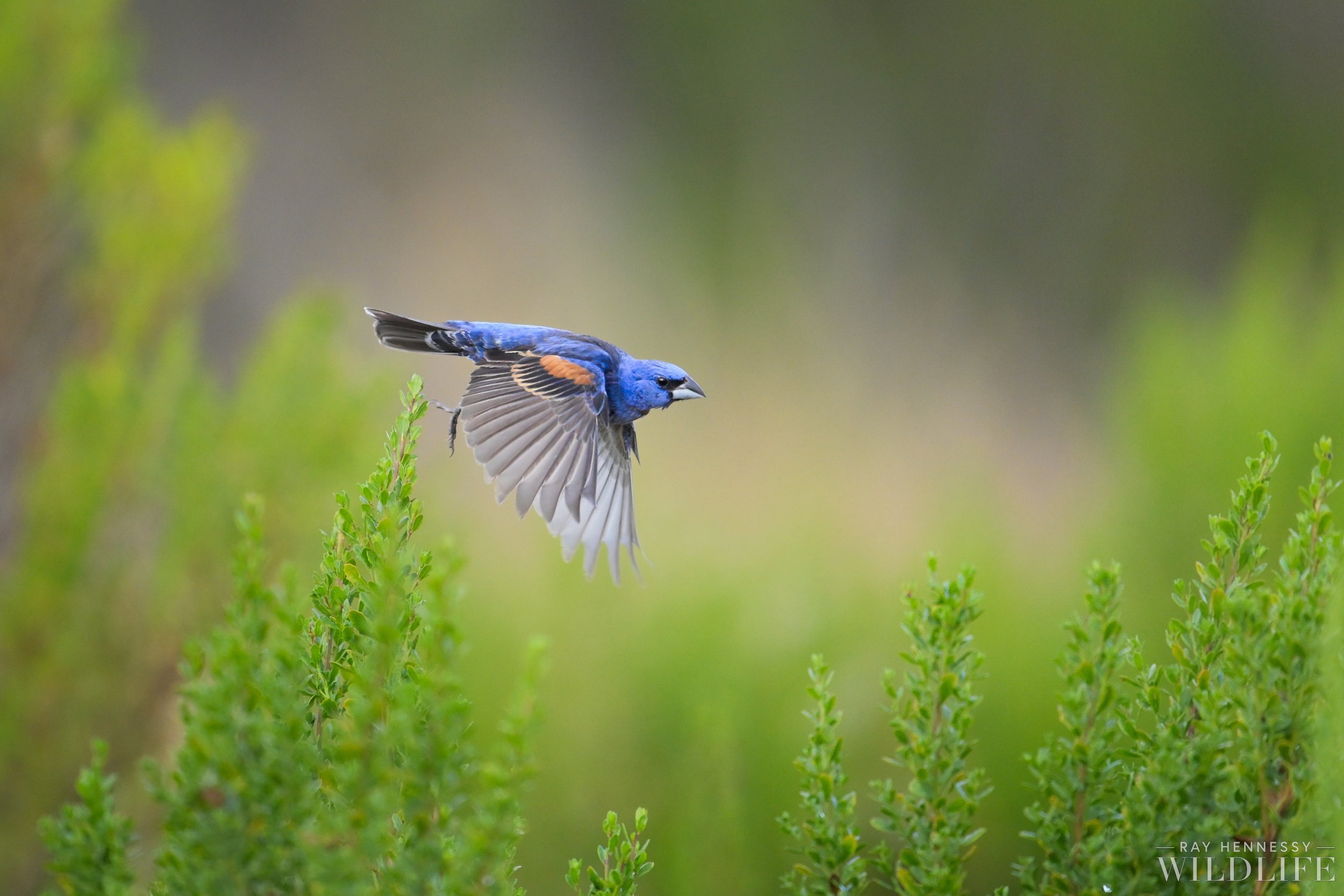 Blue Grosbeak Takeoff — Ray Hennessy Wildlife