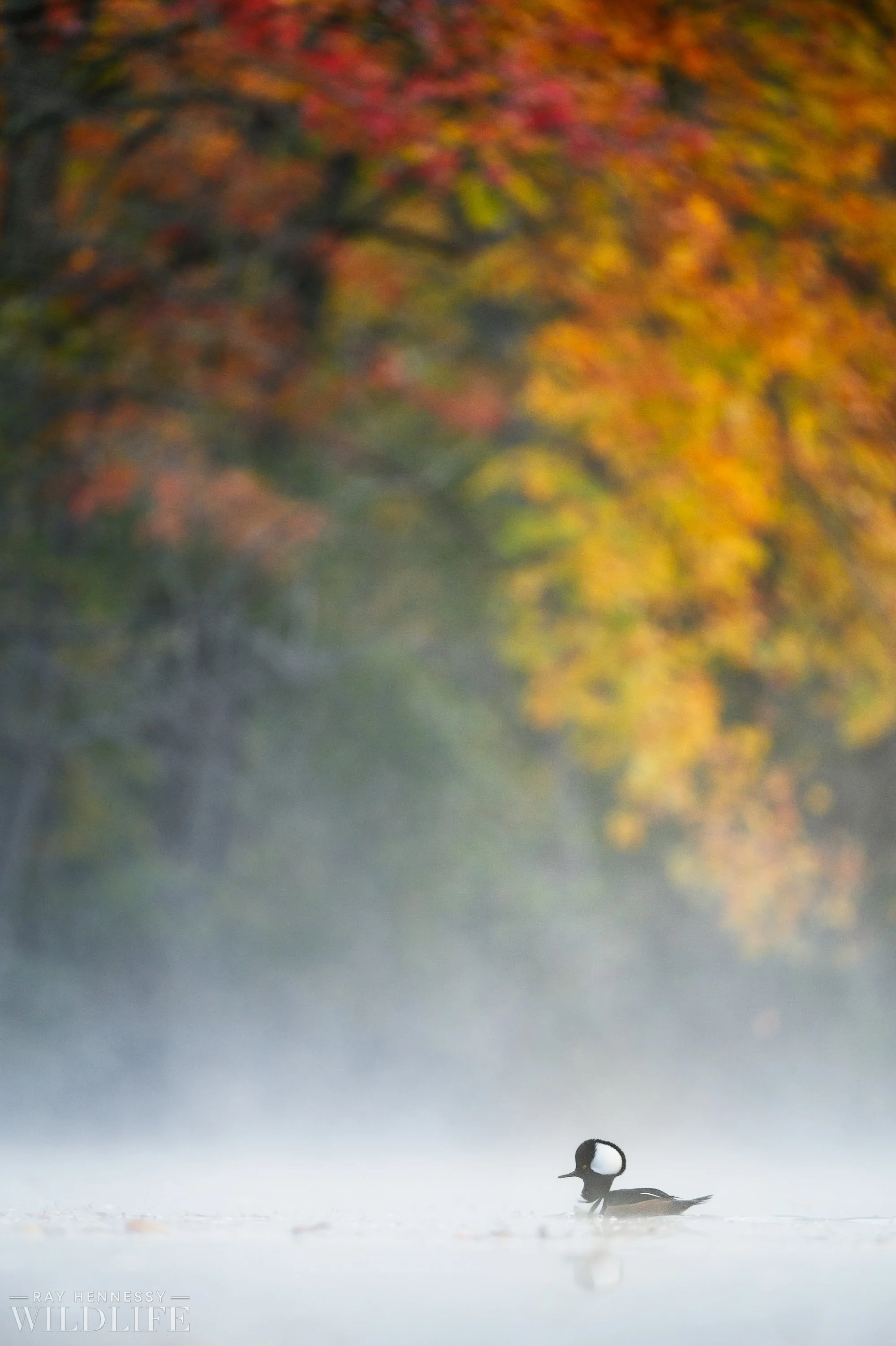Floating Under Fall Colors — Ray Hennessy Wildlife