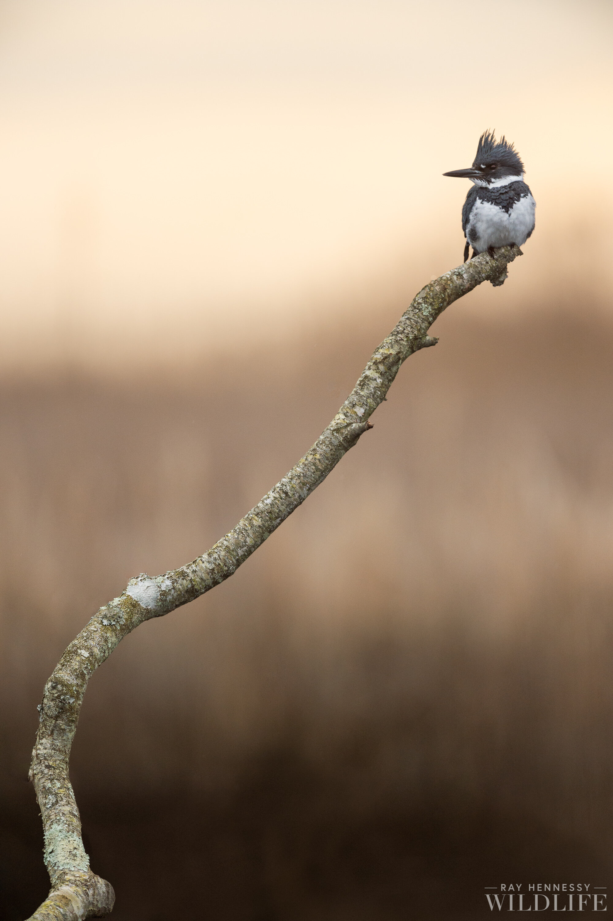 Perched Belted Kingfisher — Ray Hennessy Wildlife