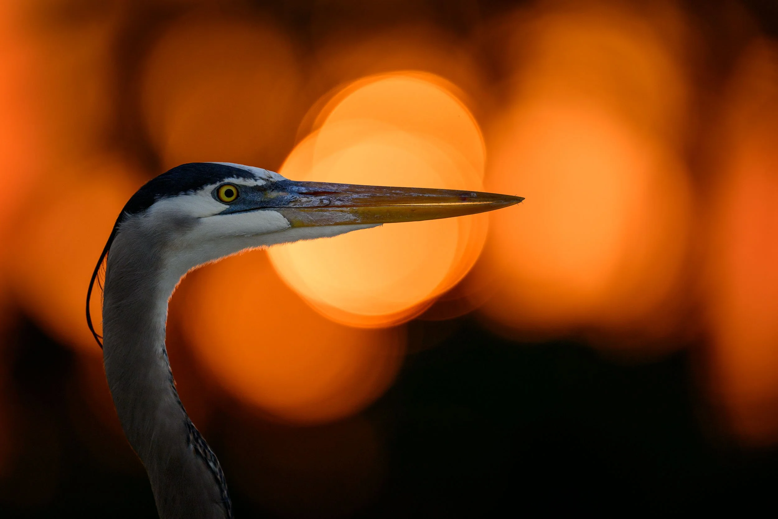 Does Camera Resolution Matter for Wildlife Photography? — Ray Hennessy