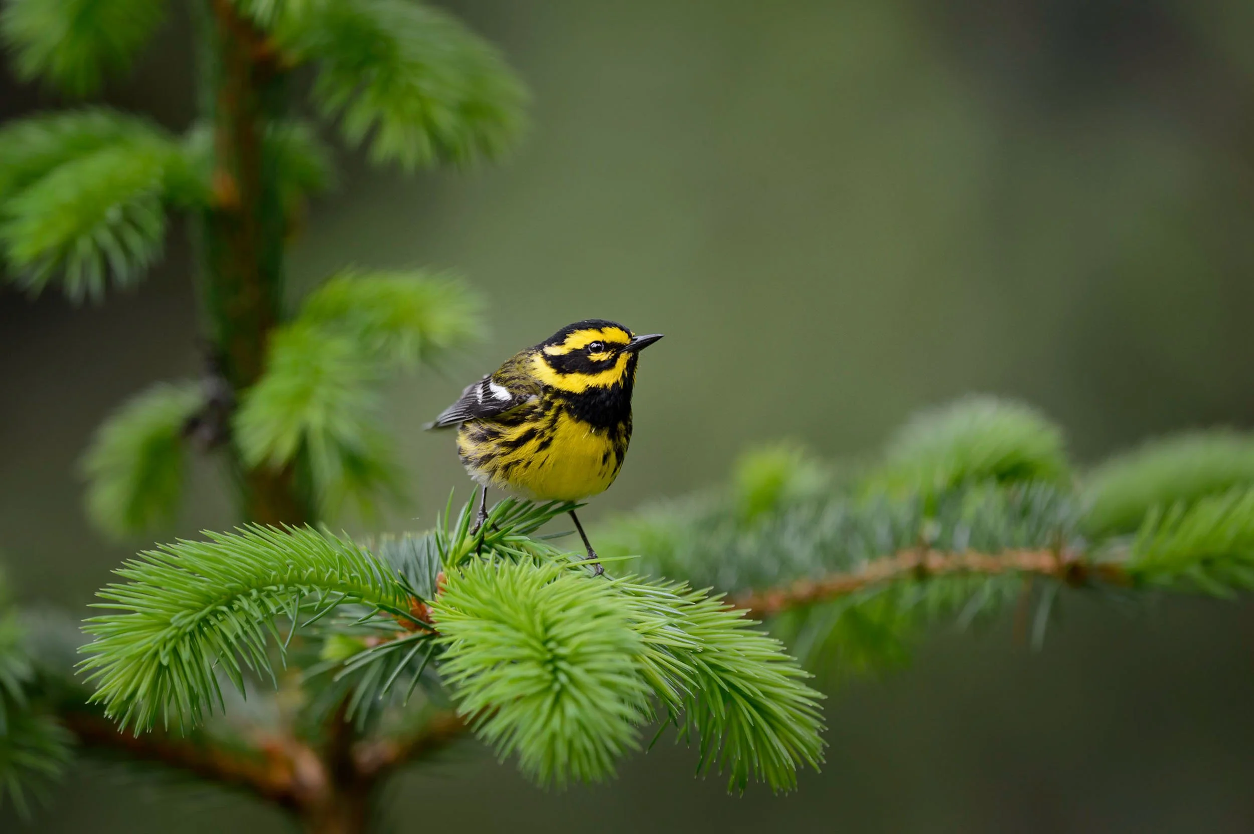 Does Camera Resolution Matter for Wildlife Photography? — Ray Hennessy