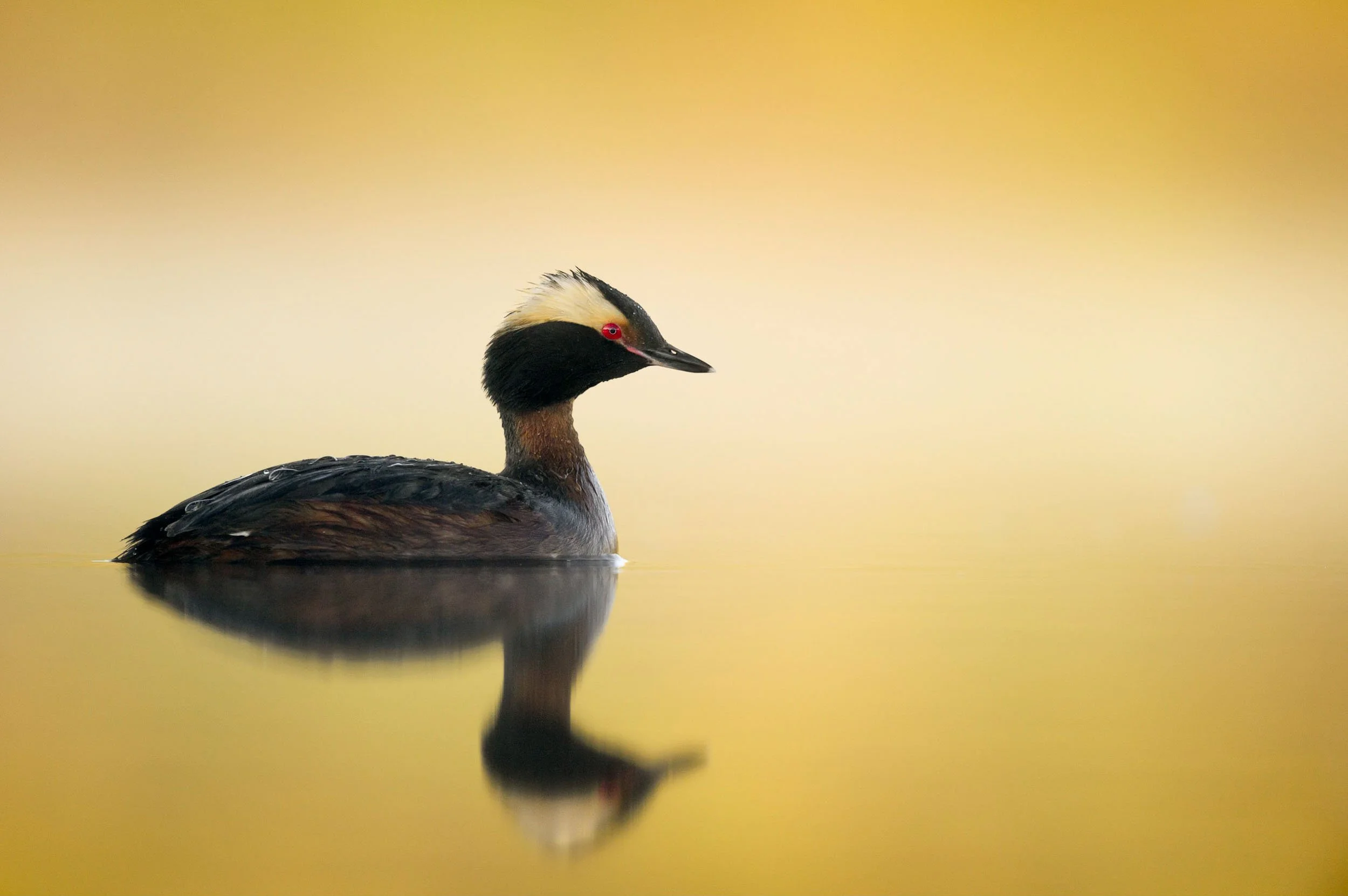 Does Camera Resolution Matter for Wildlife Photography? — Ray Hennessy