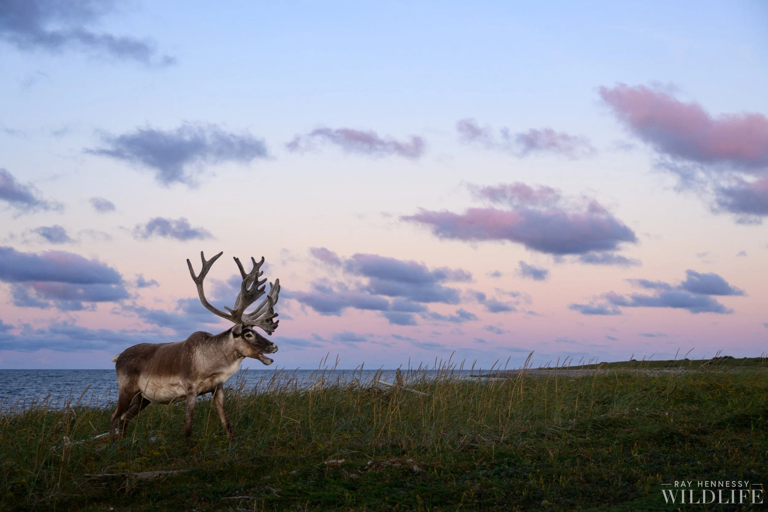 Recent Favorite Caribou Shots — Ray Hennessy Wildlife