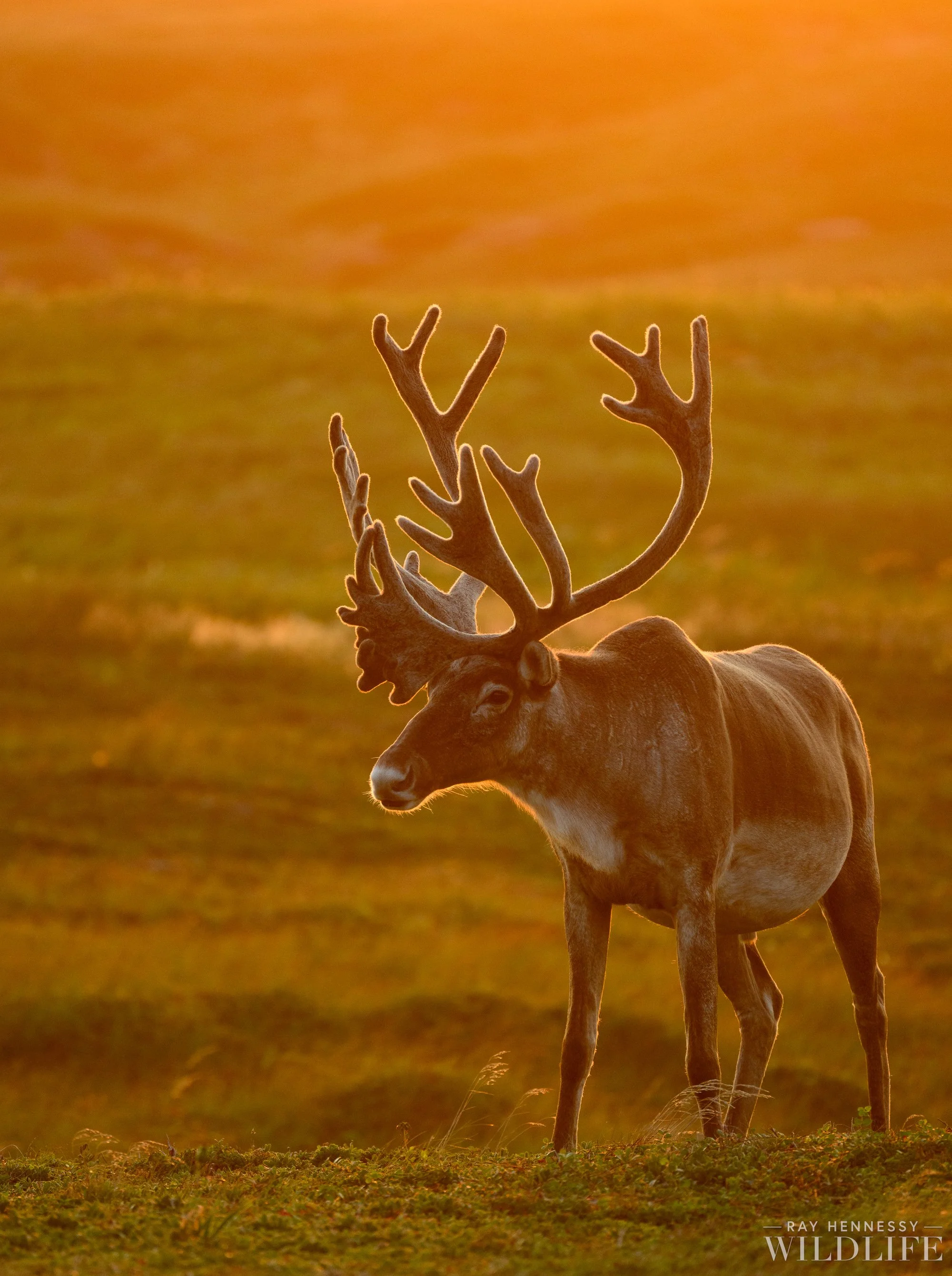 Recent Favorite Caribou Shots — Ray Hennessy Wildlife