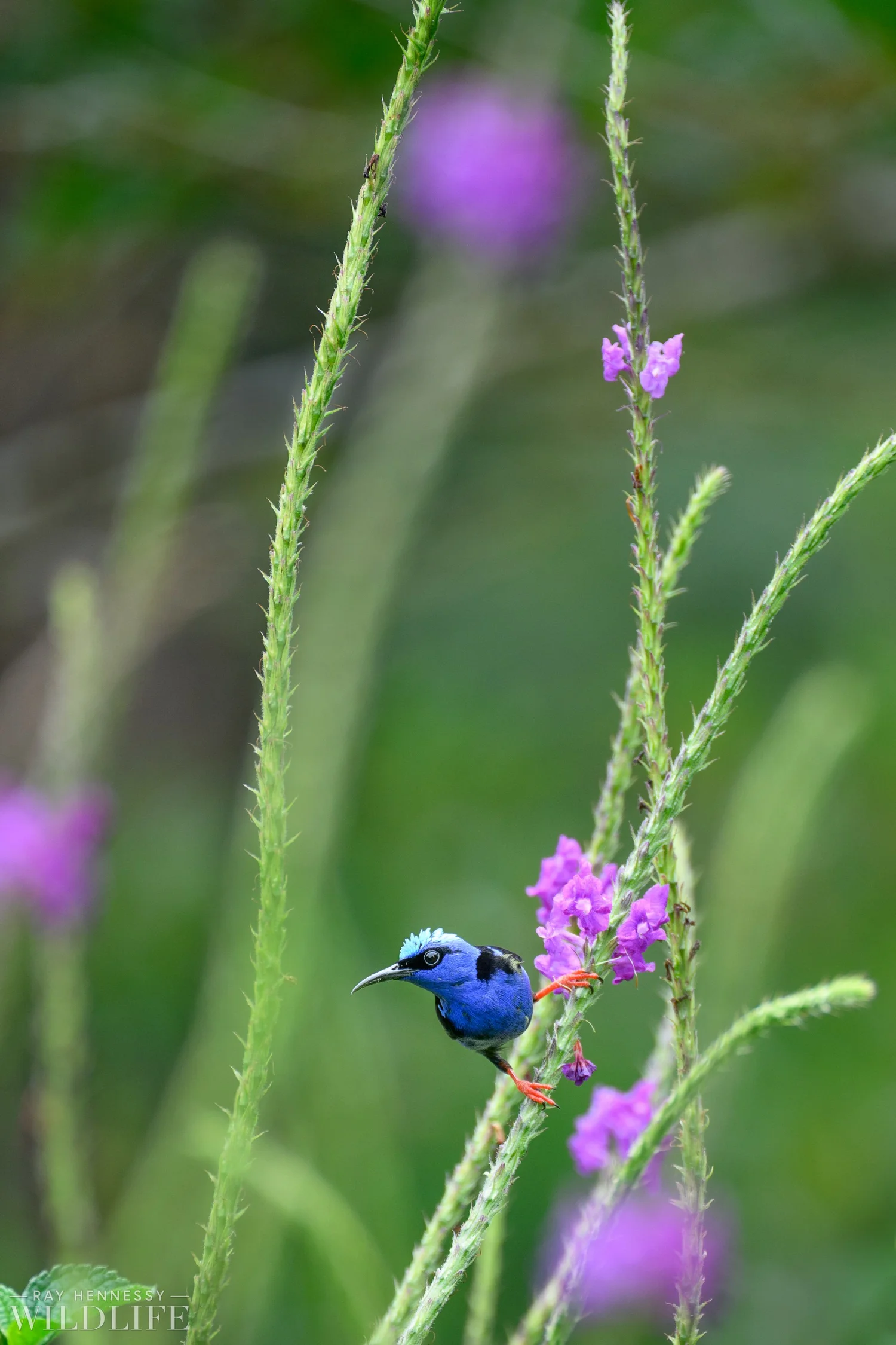 Punk Rocker Bird — Ray Hennessy Wildlife
