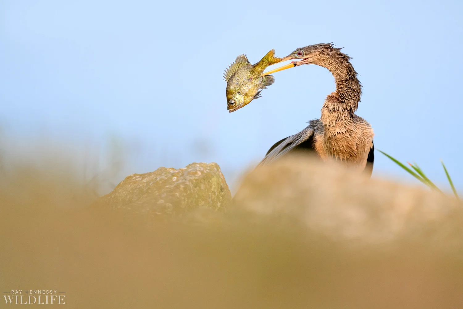 Anhinga and Fish — Ray Hennessy Wildlife