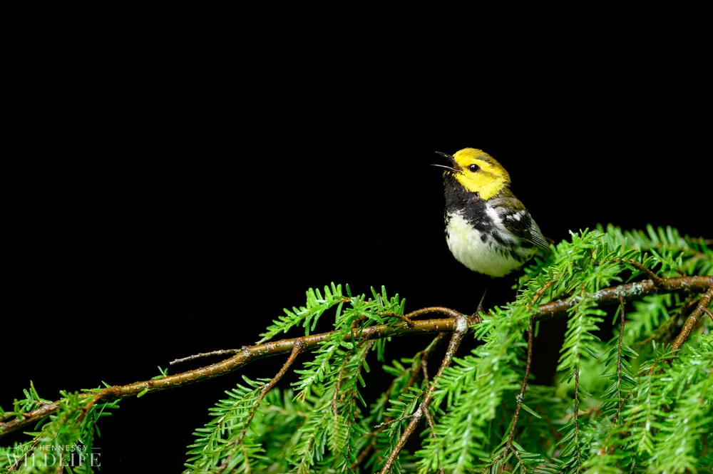 Black-throated Green Warbler on Black — Ray Hennessy Wildlife