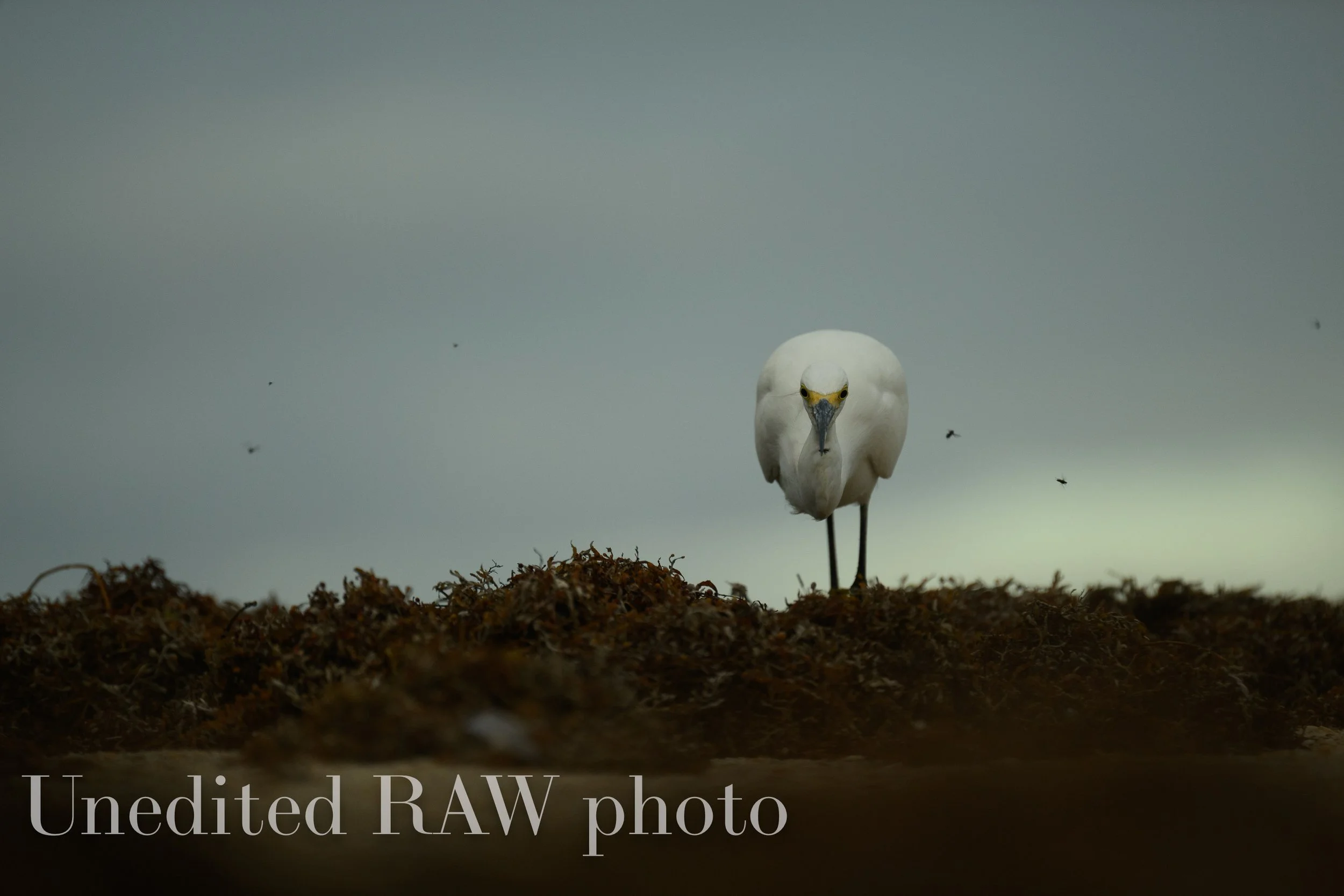 Chasing Flies — Ray Hennessy Wildlife