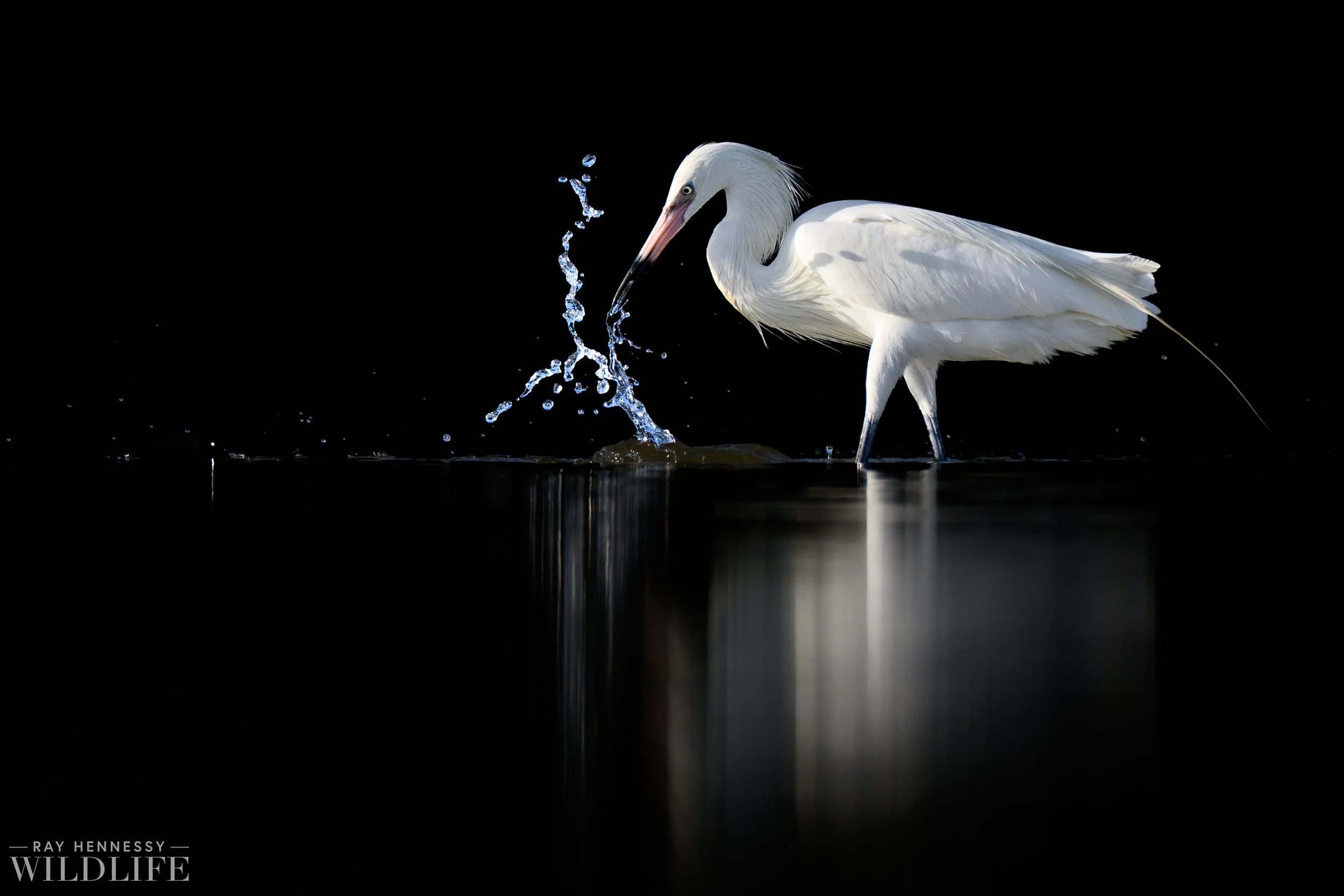 Reddish Egret Splash — Ray Hennessy Wildlife