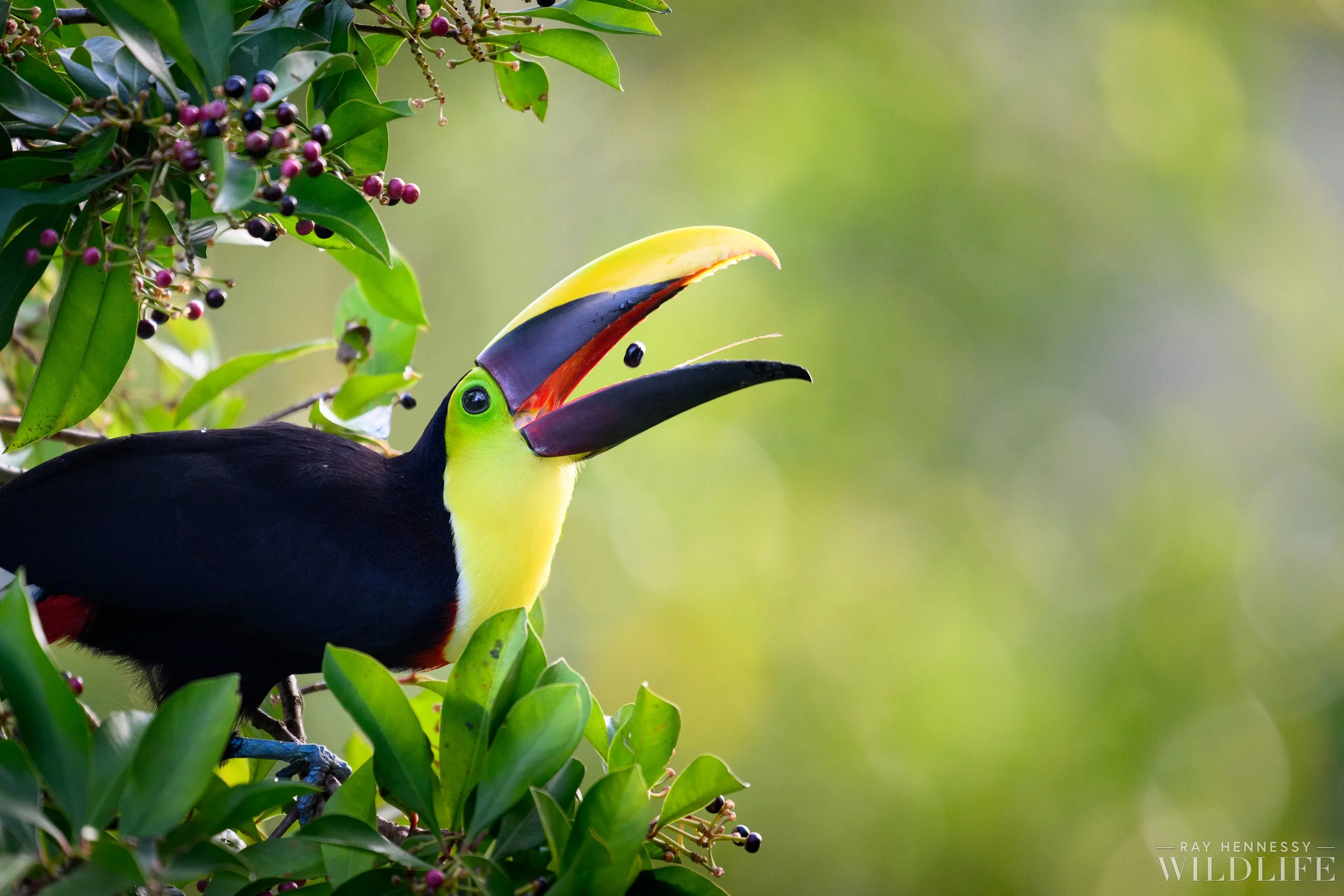 Feeding+Yellow-throated+Toucan.jpg