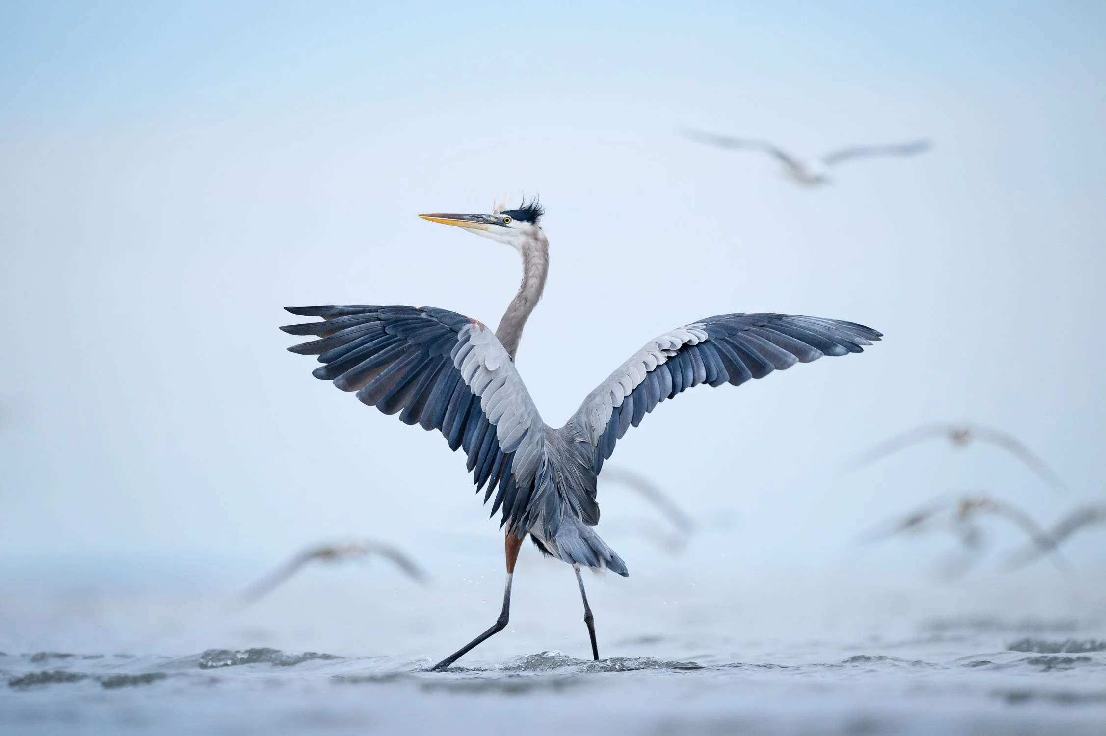 Motion — Ray Hennessy Wildlife Motion — Ray Hennessy Wildlife