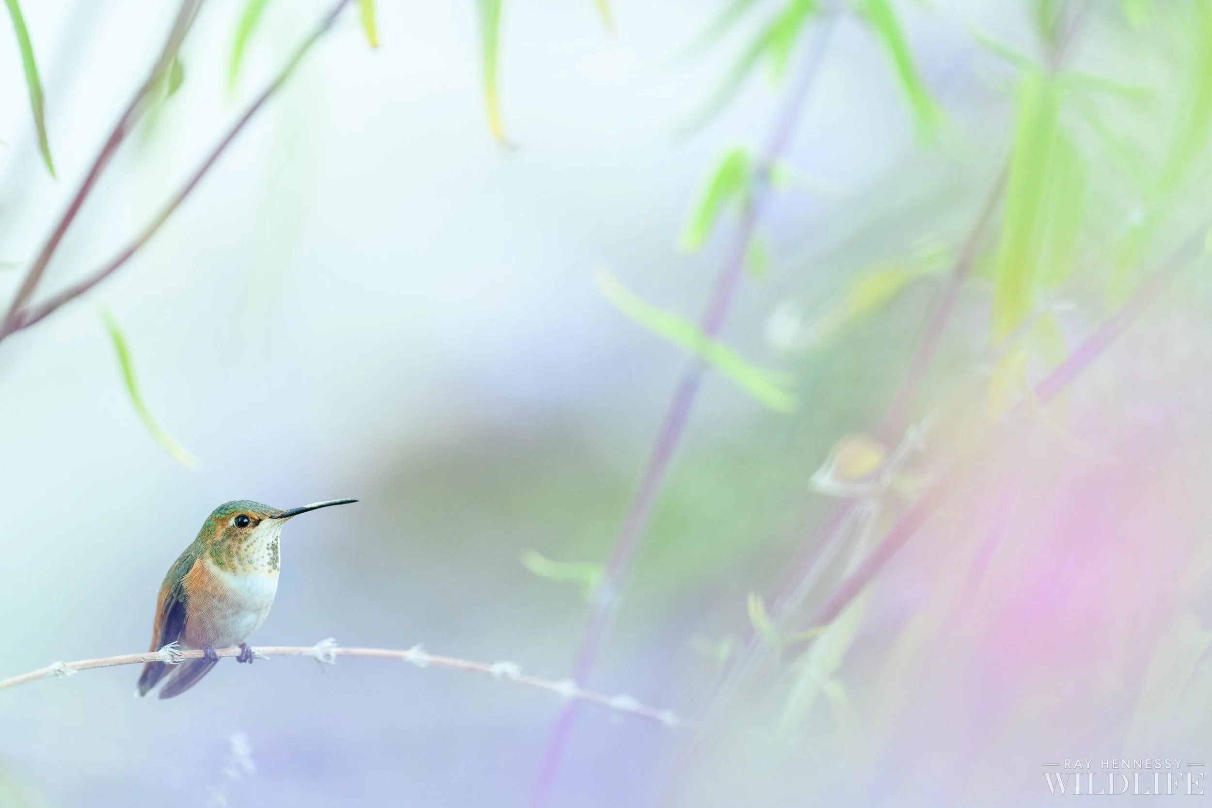 Allen's Hummingbird — Ray Hennessy Wildlife