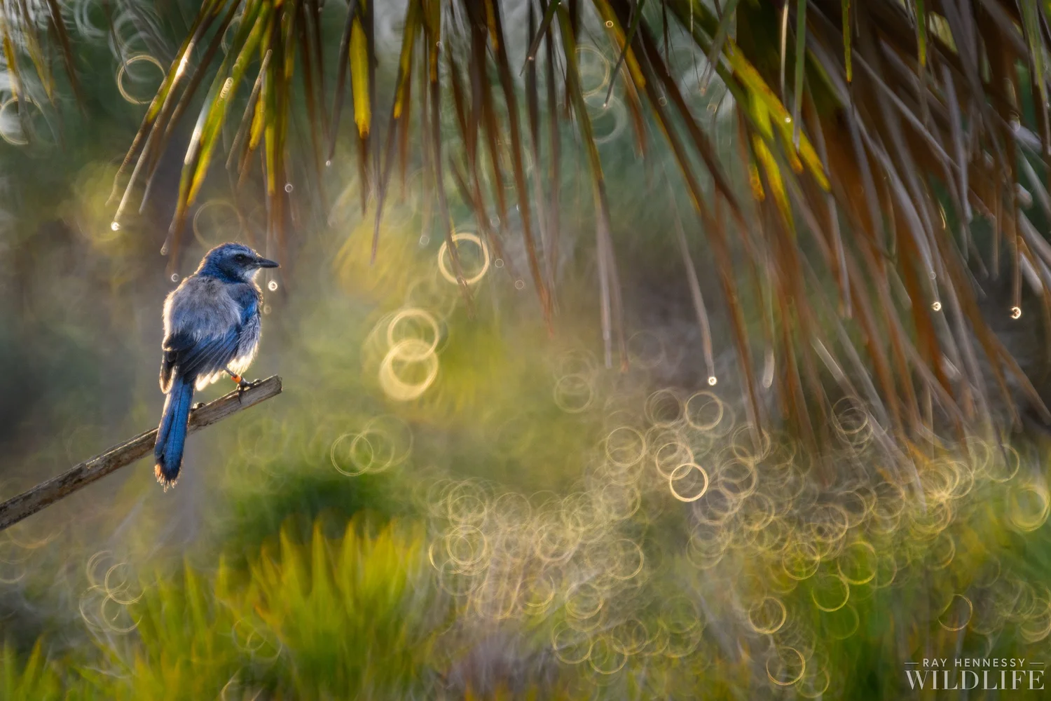 Florida Scrub Jay Bokeh — Ray Hennessy Wildlife