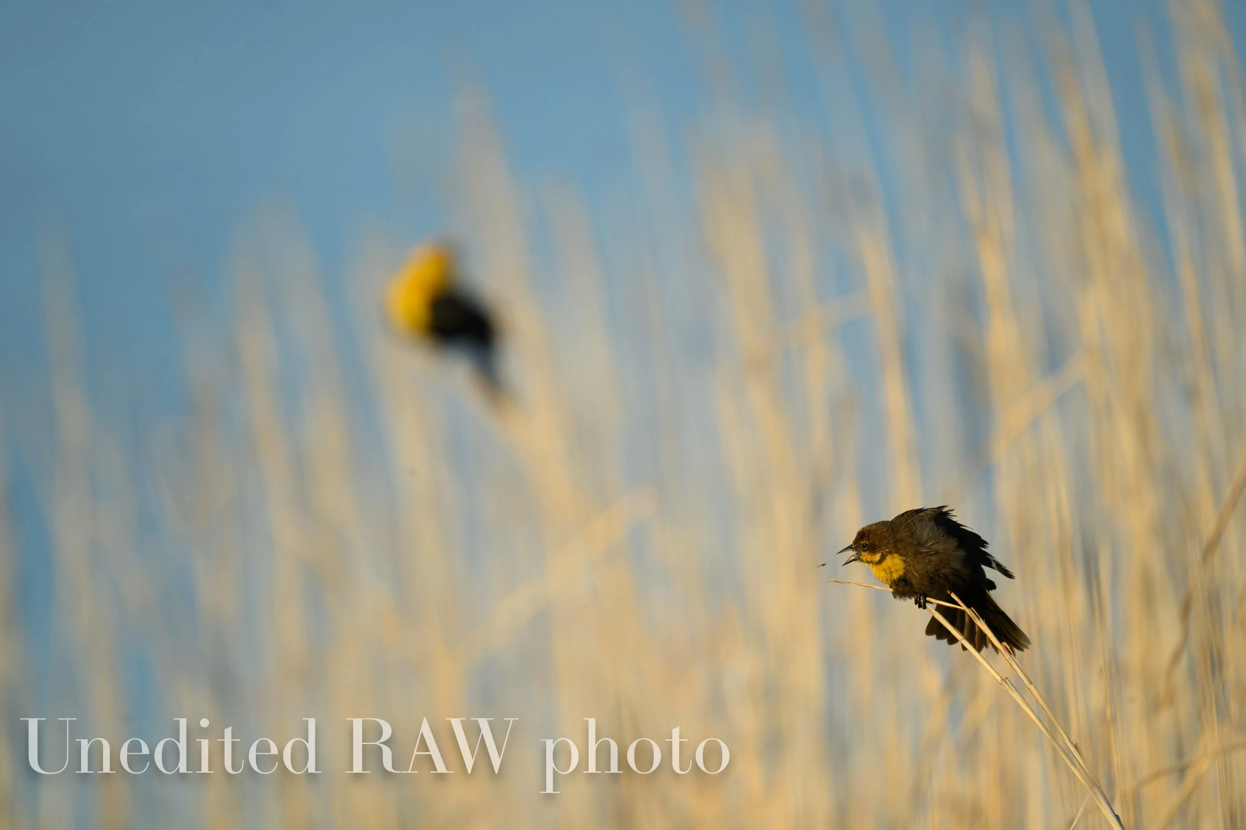 blackbird,fly イエロー Yellow-headed Blackbirds — Ray Hennessy Wildlife