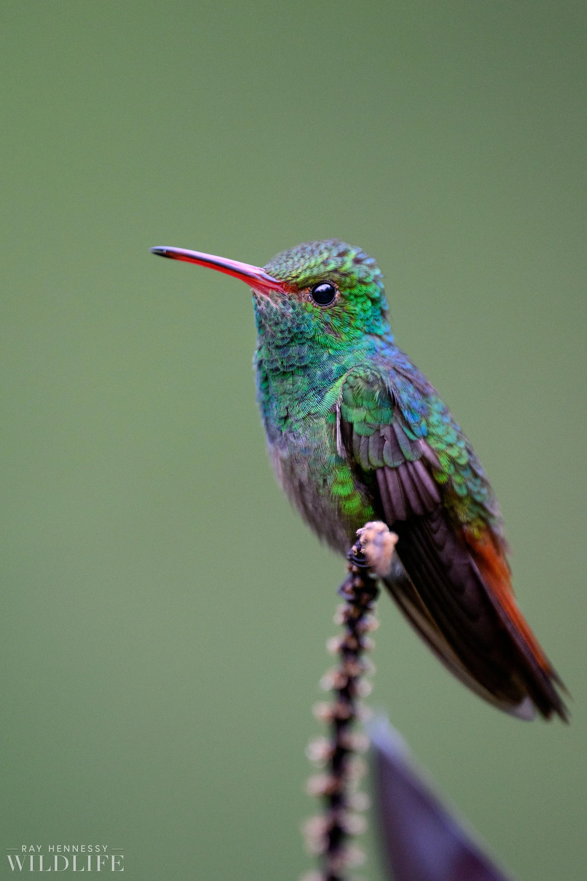 Rufous tailed Hummingbird Portrait Ray Hennessy Wildlife