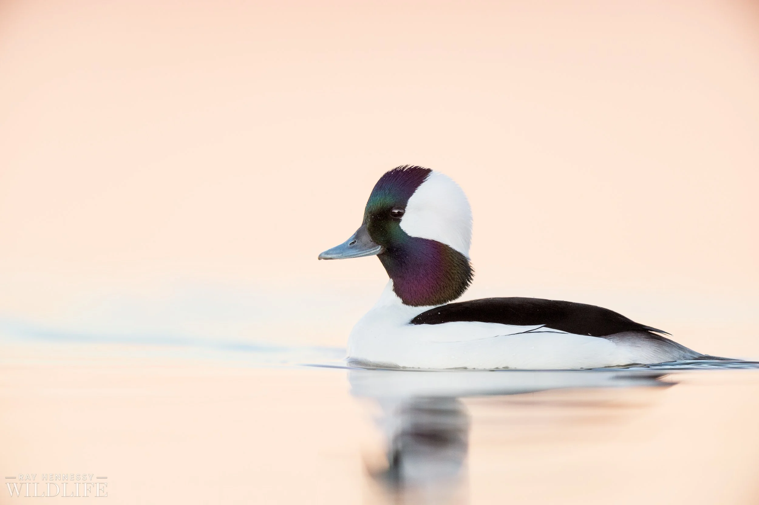 Bufflehead Pastel — Ray Hennessy Wildlife