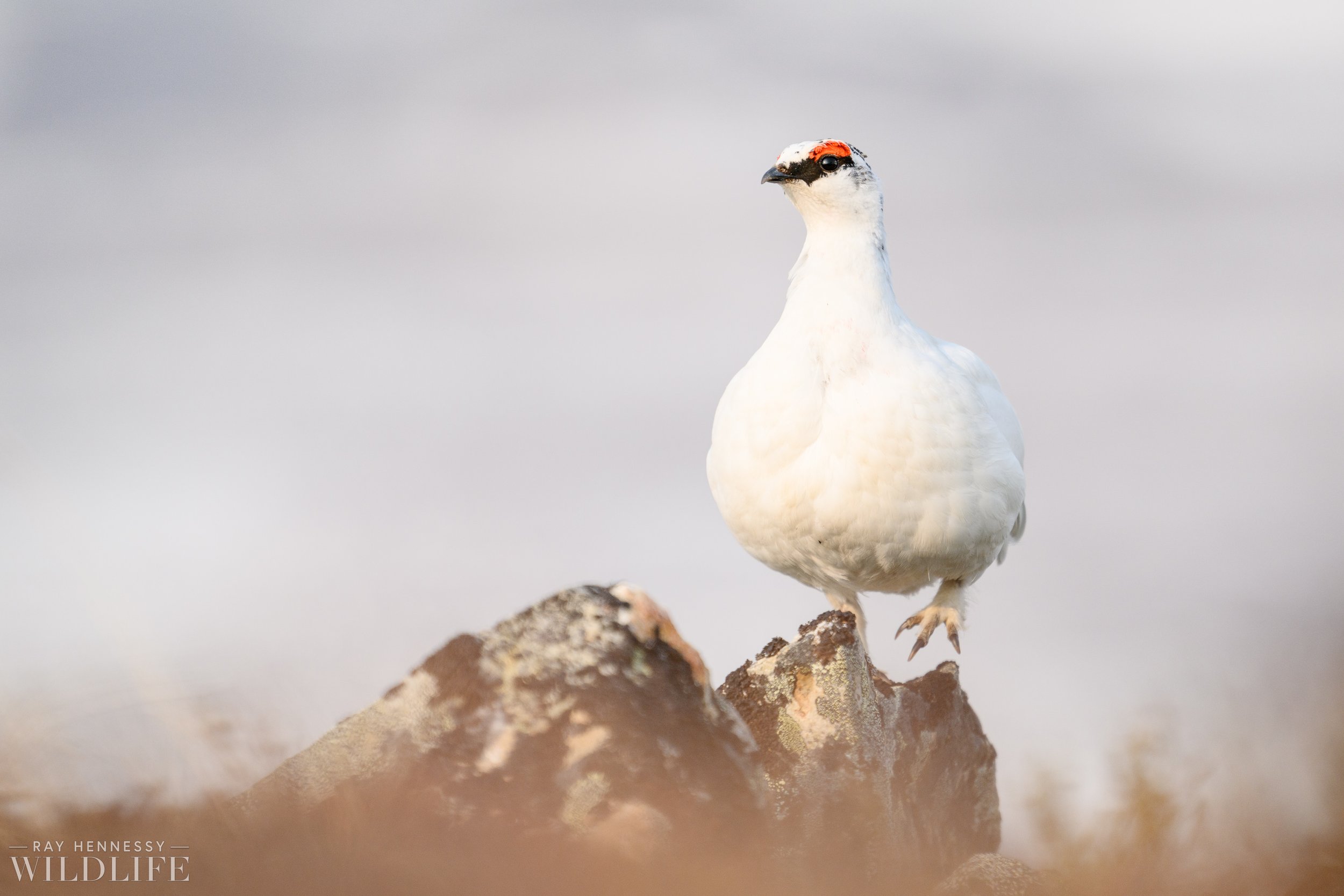 Rock Ptarmigan Portrait — Ray Hennessy Wildlife