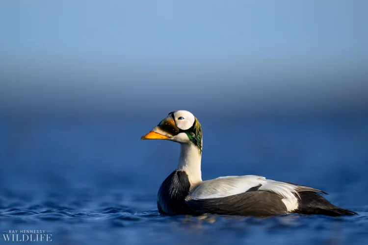 Spectacled Eider — Ray Hennessy Wildlife