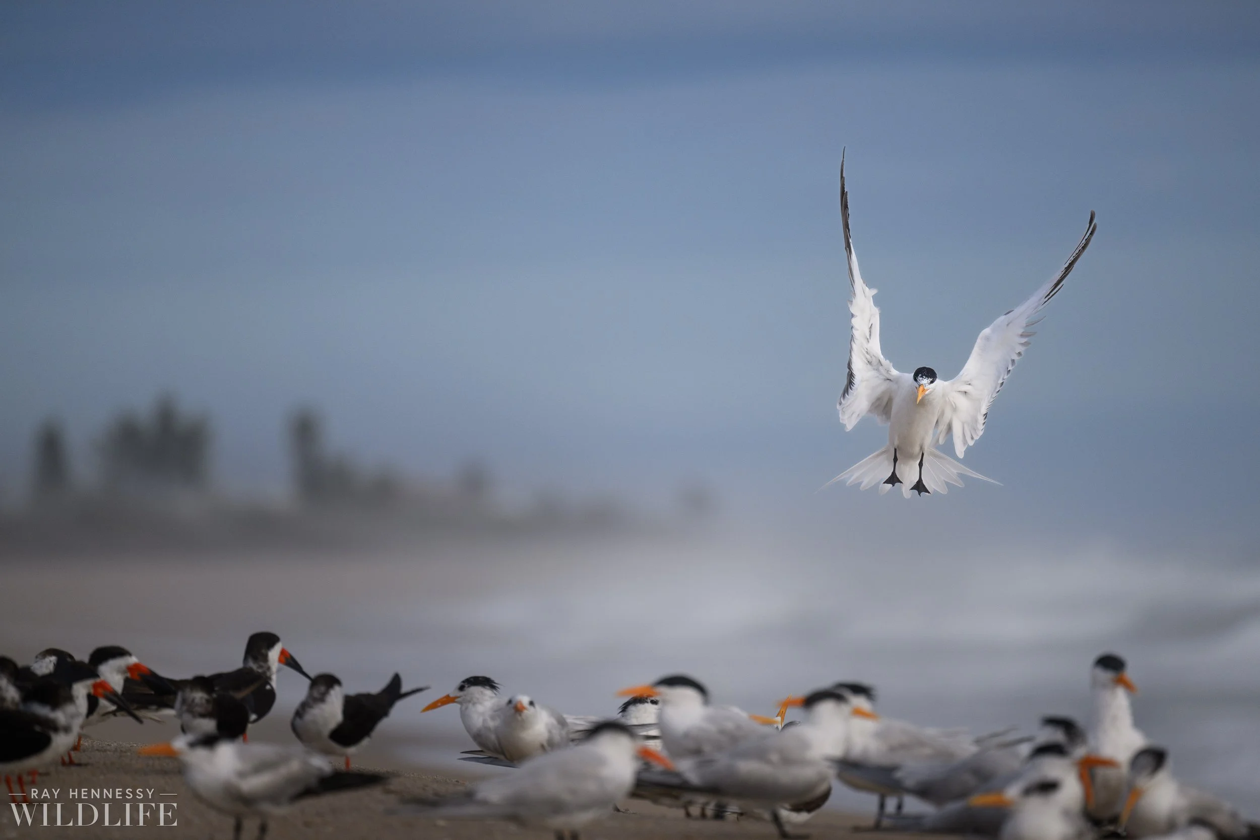 Back to the Flock — Ray Hennessy Wildlife