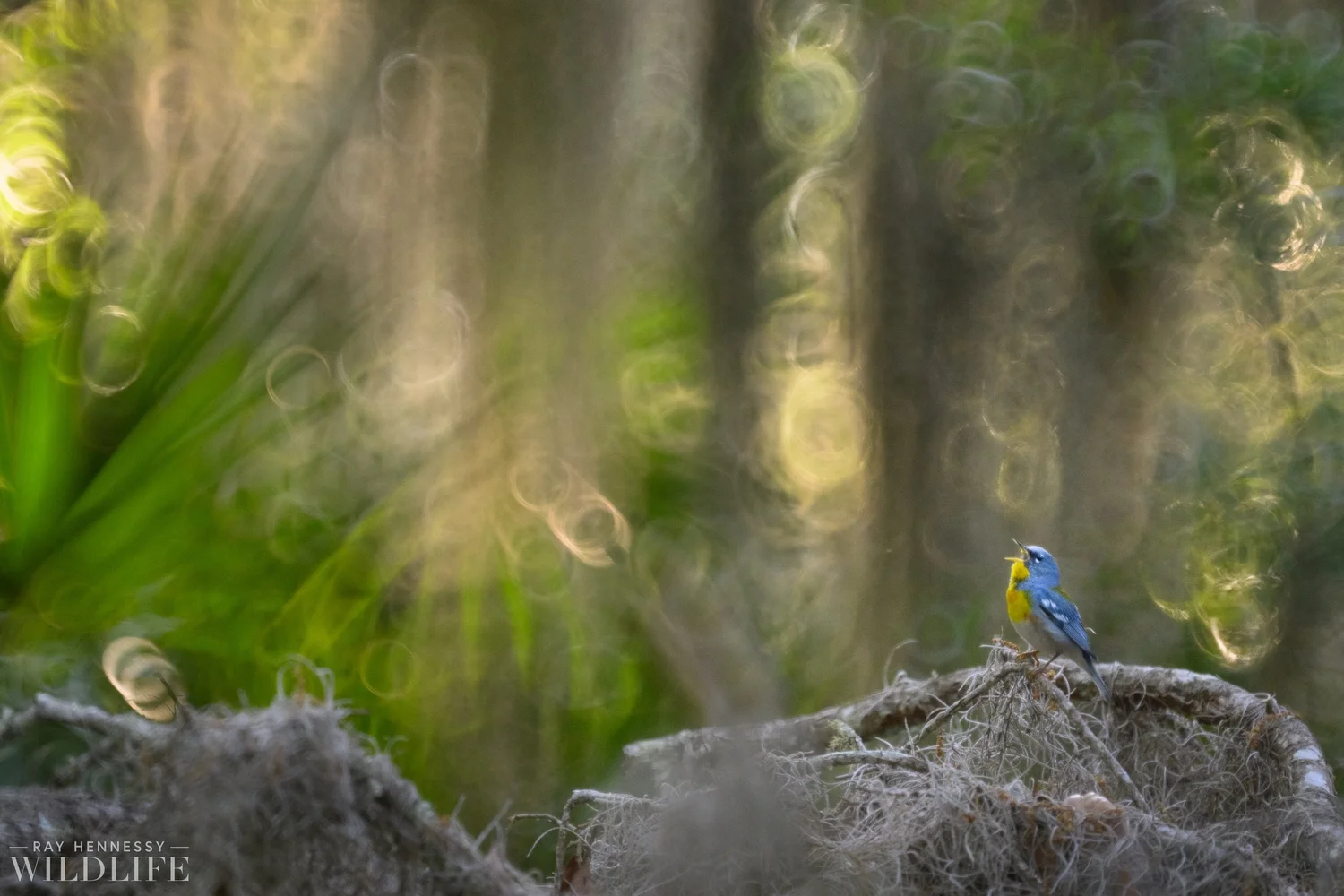 Parula in a Painting — Ray Hennessy Wildlife