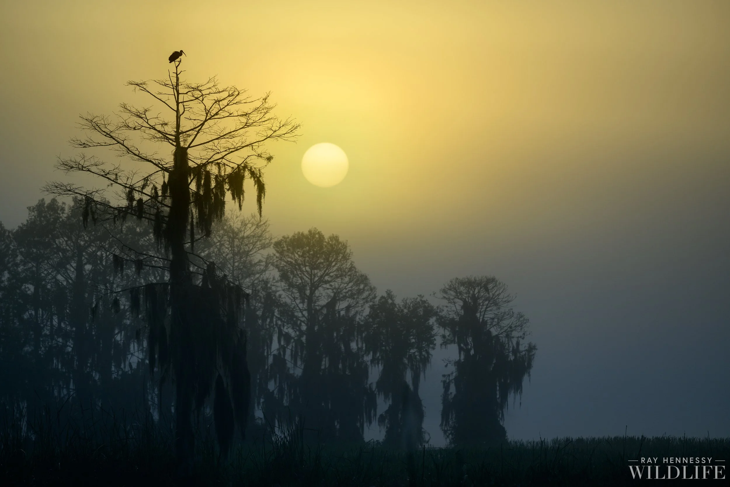 Florida Morning Mood — Ray Hennessy Wildlife