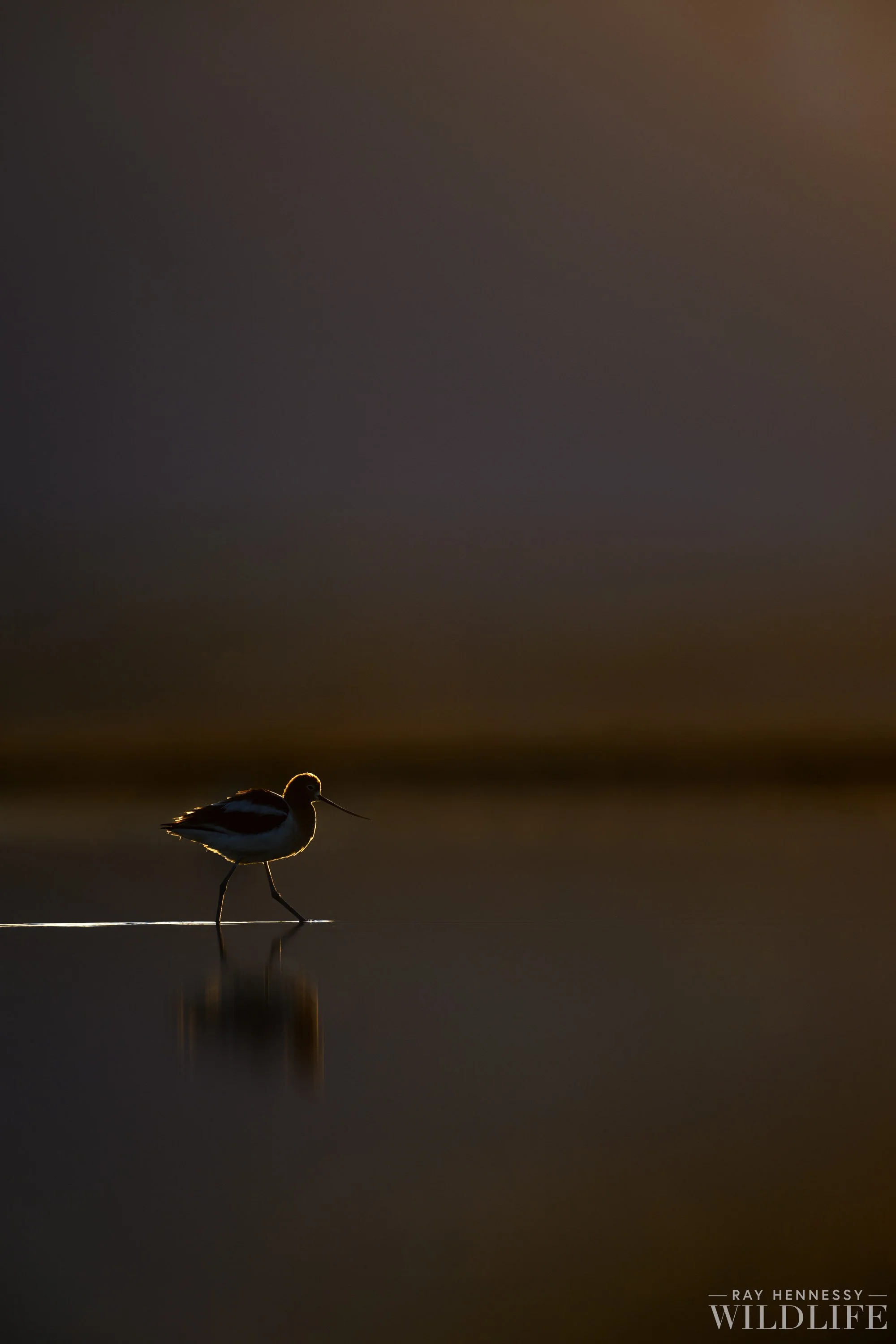 First Light Wader — Ray Hennessy Wildlife