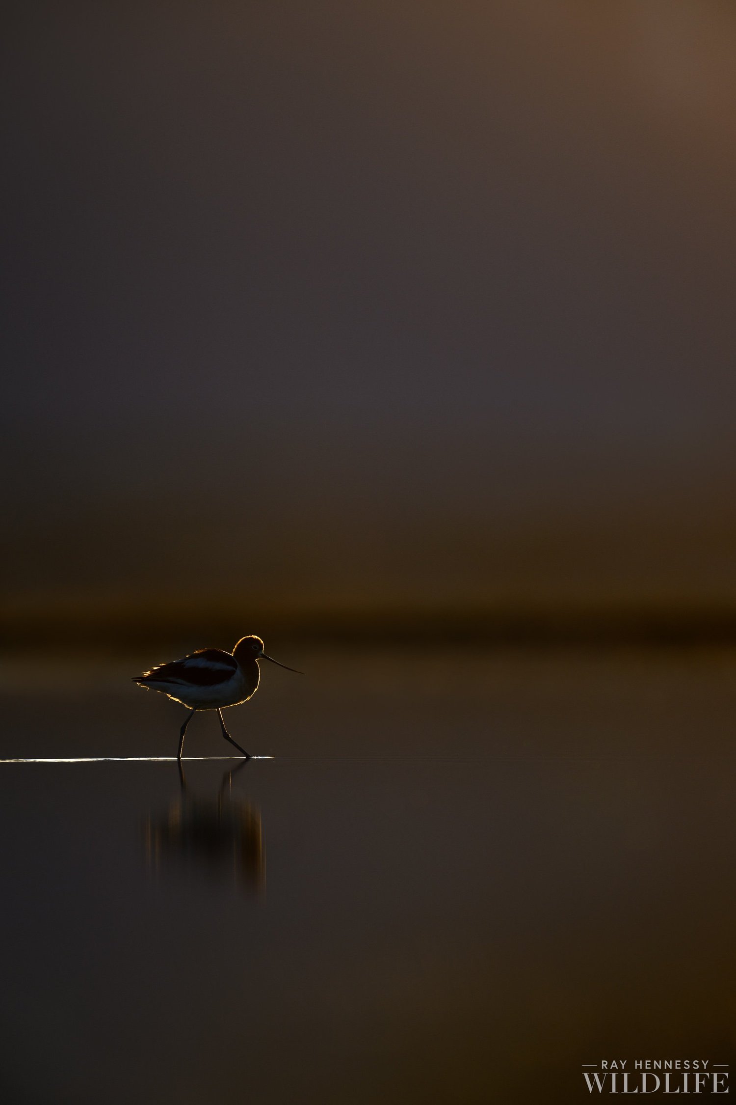First Light Wader — Ray Hennessy Wildlife