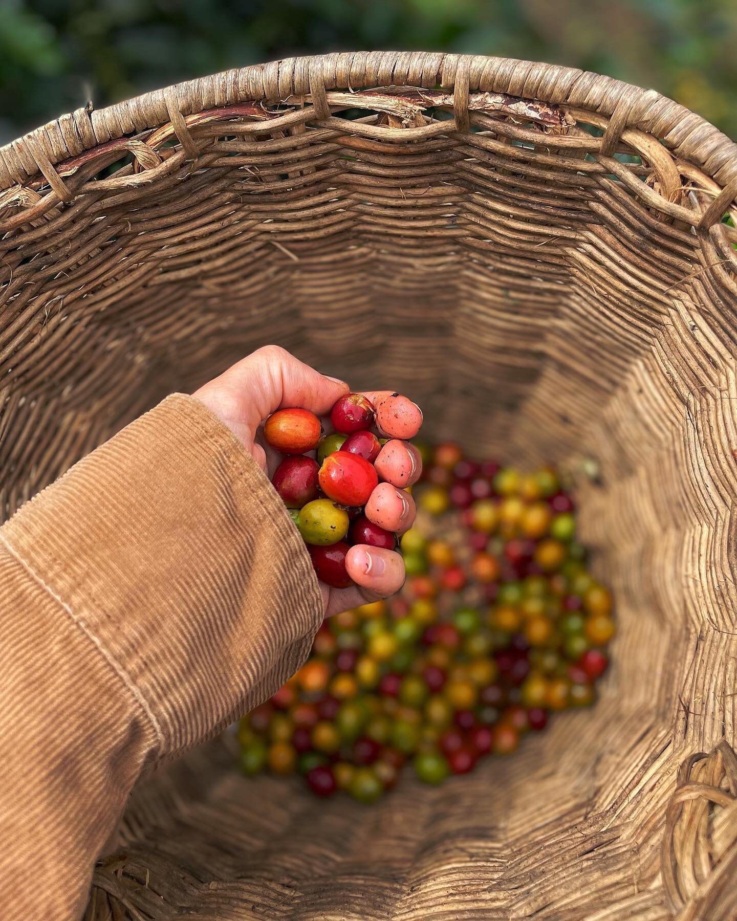 In Jardin, we stayed in an AirBnB perched in the middle of a coffee farm. One morning, we followed our host, Daniel, as he showed us his process for producing Colombia&rsquo;s infamous coffee beans. 

He cares for 7,000 trees alone, visiting each one