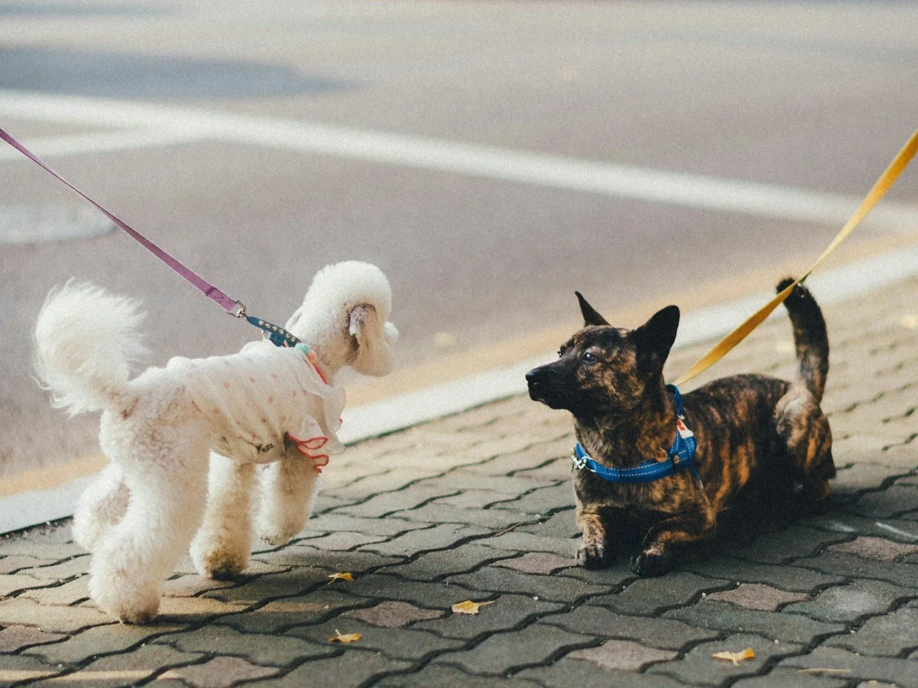 IAMS and Strava Partner to Turn Pet Ownership Into a Fitness Driver