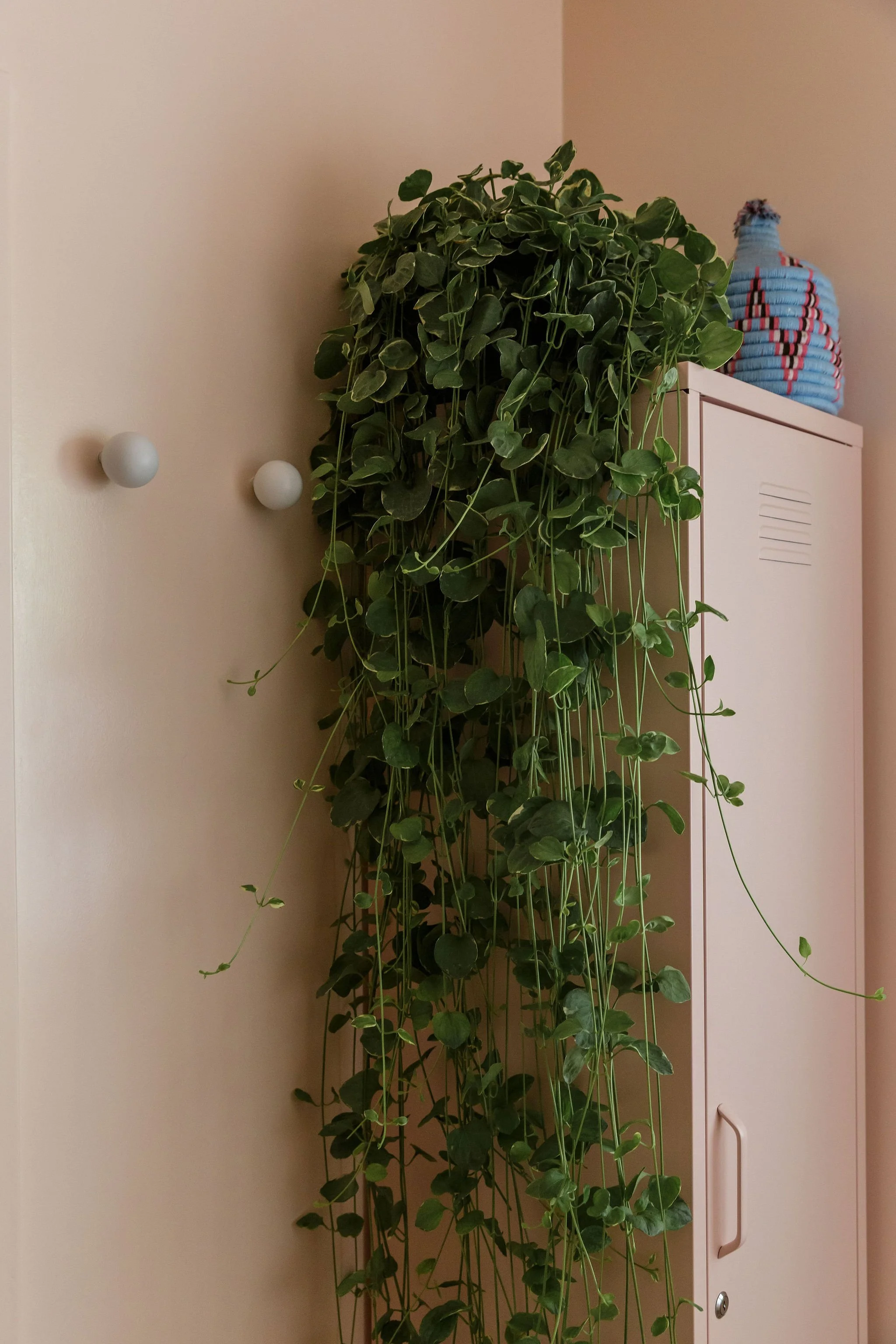 Indoor scene with a large potted green ivy plant hanging over a pink cabinet. On top of the cabinet, there is a woven container with red and blue stripes. Two round white hooks are mounted on the pink wall beside the plant.
