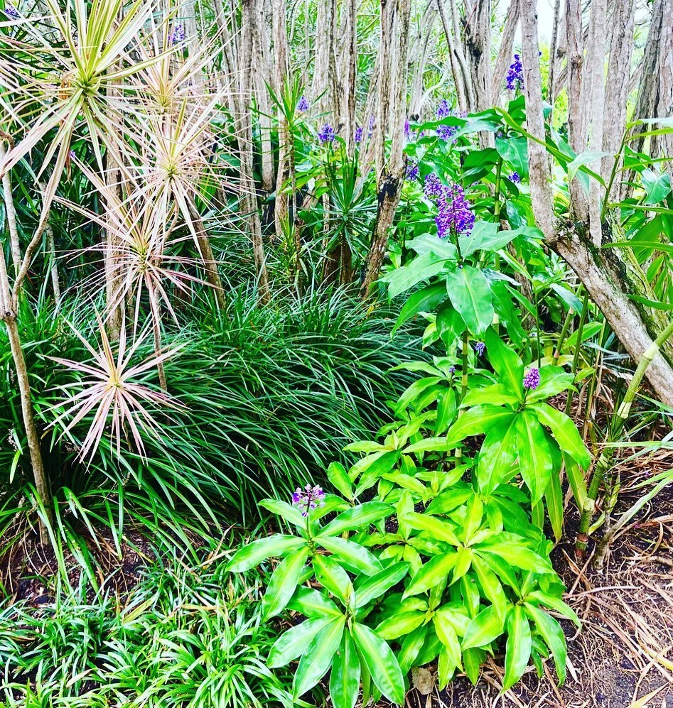 Endless planting combination inspiration at the Roma St Parklands.

I have many phases with plants and every one of these I&rsquo;ve been known to ditch as I&rsquo;ve had enough of them or find them too common or boring. 

And yet, the right mix and 